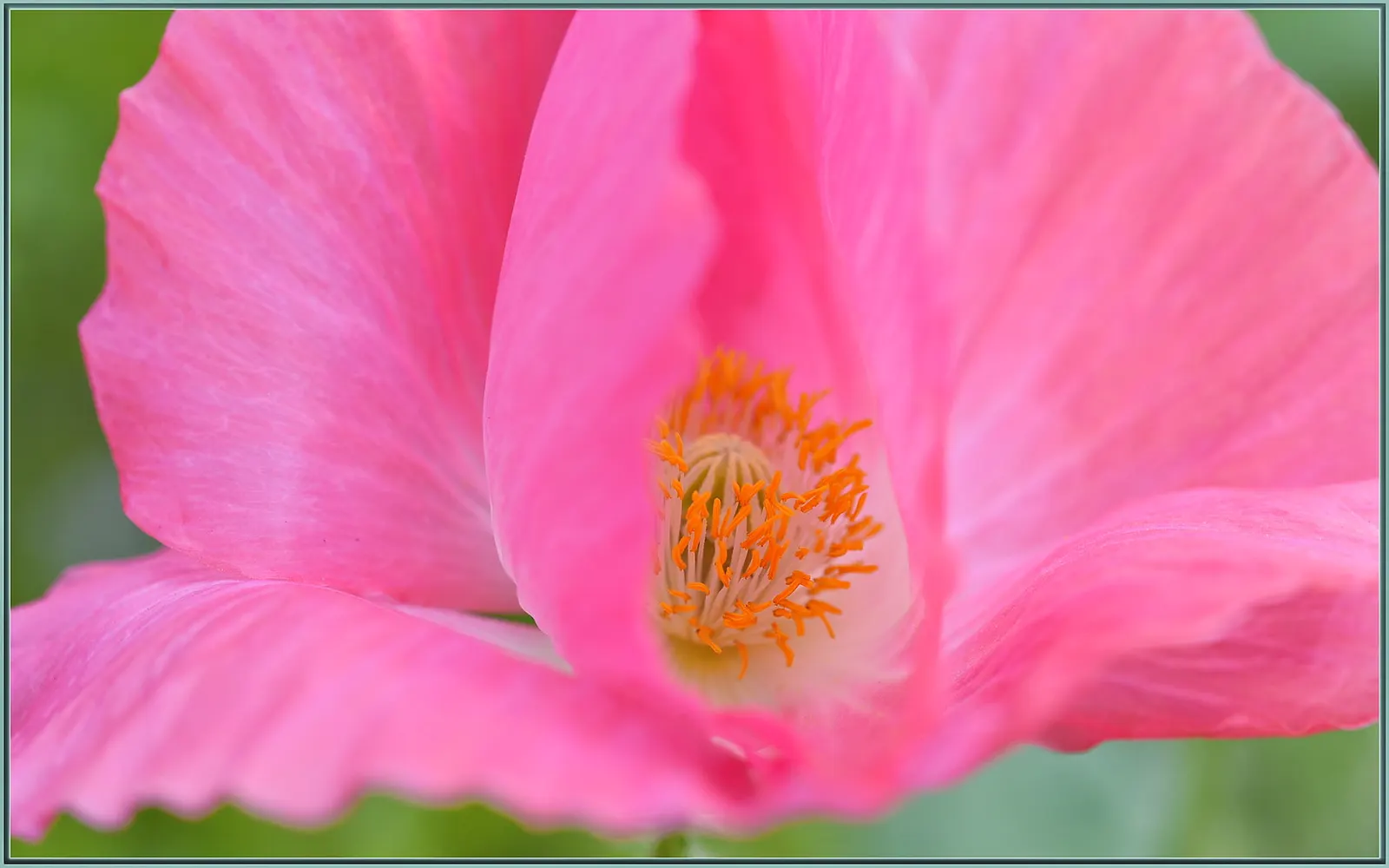 Pink California Poppy (Eschscholzia Californica `Rose Chiffon') — the Pink California Poppy brings a prolonged period of interest to the landscape
