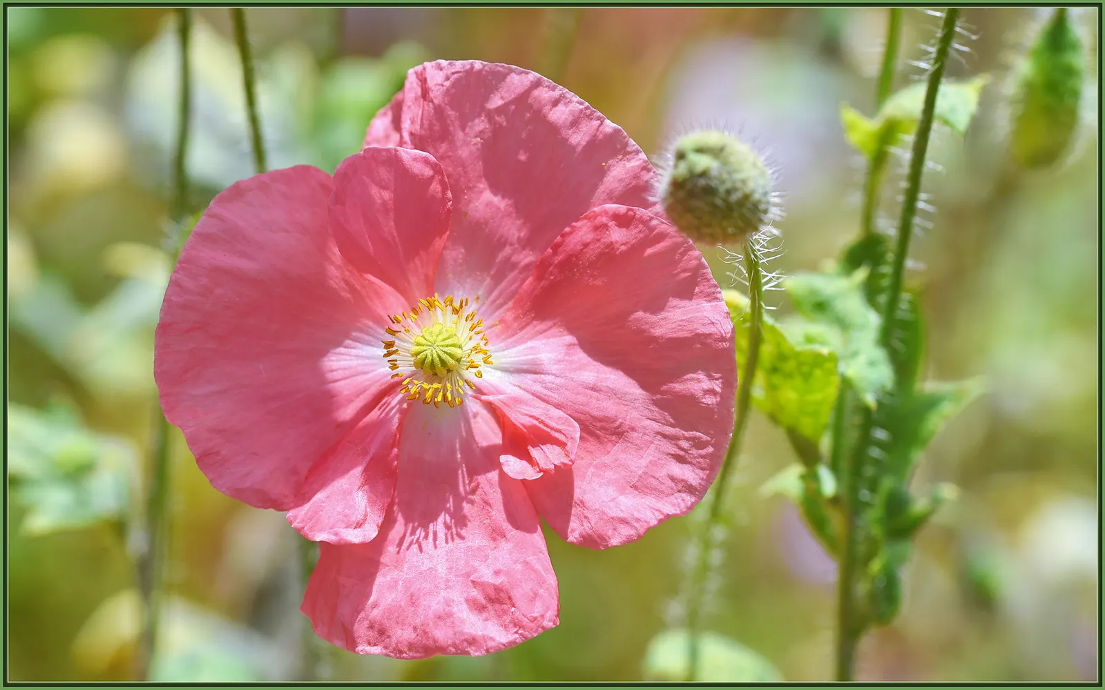 Pink California Poppy (Eschscholzia Californica `Rose Chiffon') — with a blooming season from spring to early fall