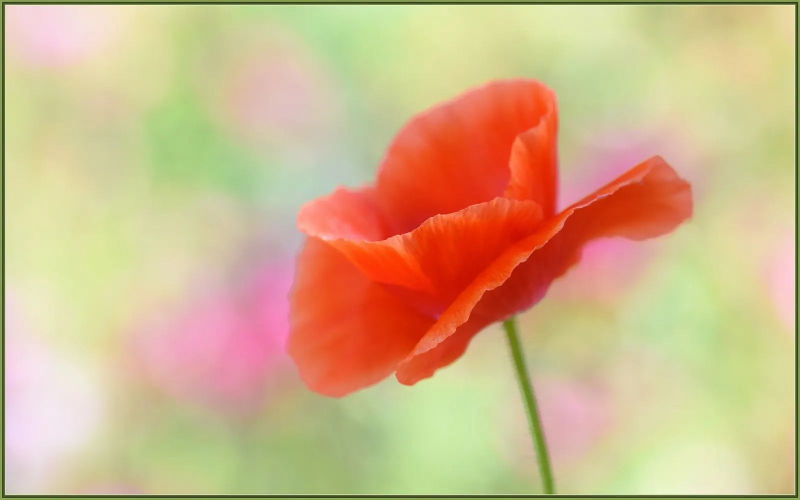 Pink California Poppy (Eschscholzia Californica `Rose Chiffon') — satiny blooms with a delightful rose hue