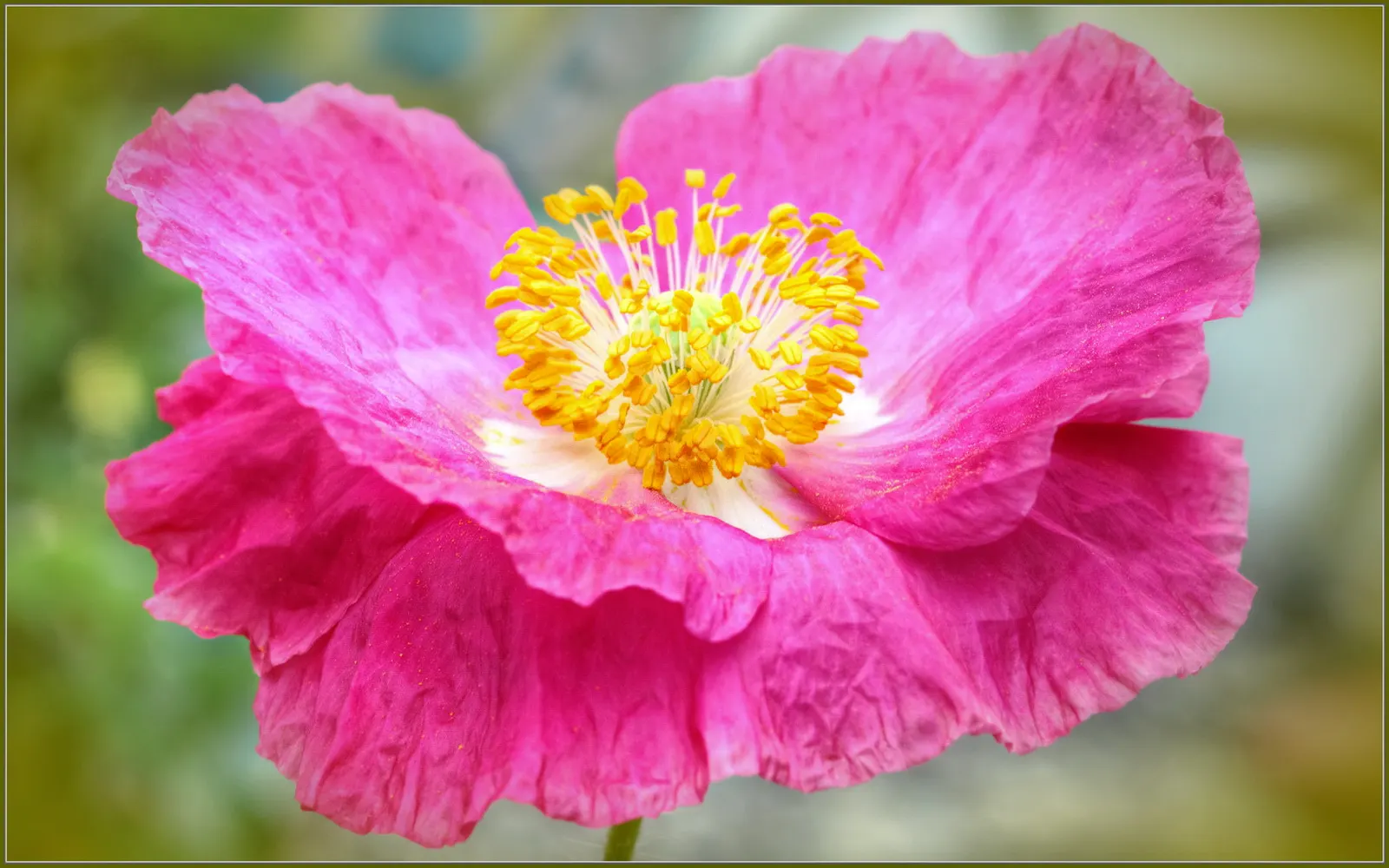 Pink California Poppy (Eschscholzia Californica `Rose Chiffon') — commonly called Pink California Poppy