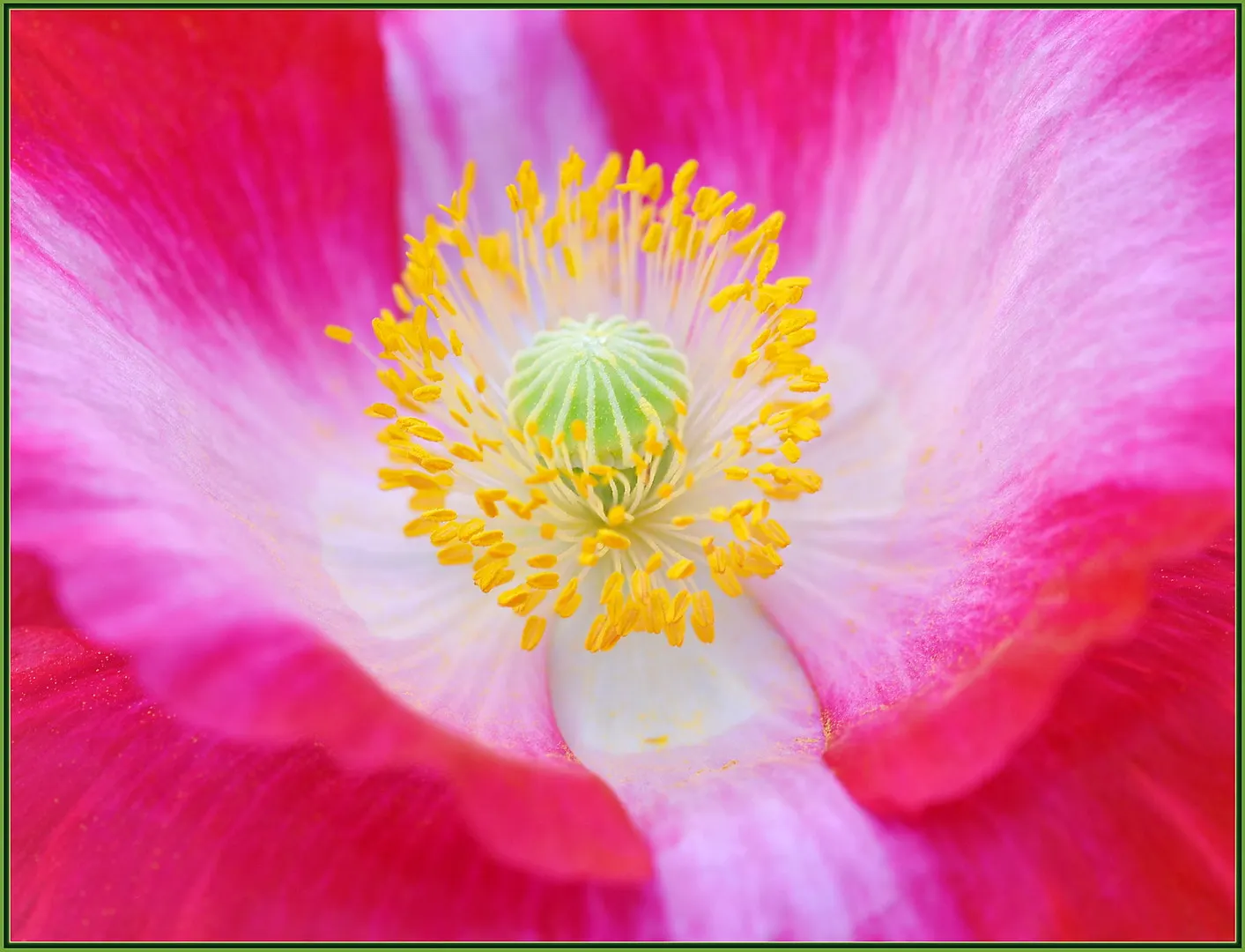 Pink California Poppy (Eschscholzia Californica `Rose Chiffon') — shows remarkable drought tolerance