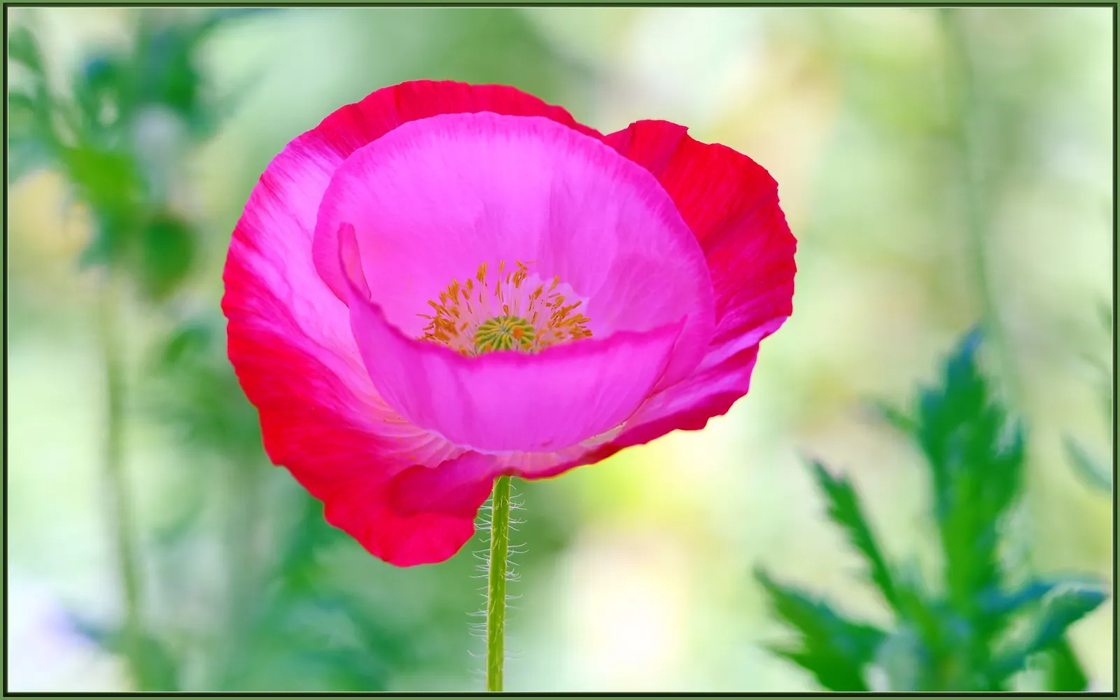 Pink California Poppy (Eschscholzia Californica `Rose Chiffon') — artfully edged in soft cream