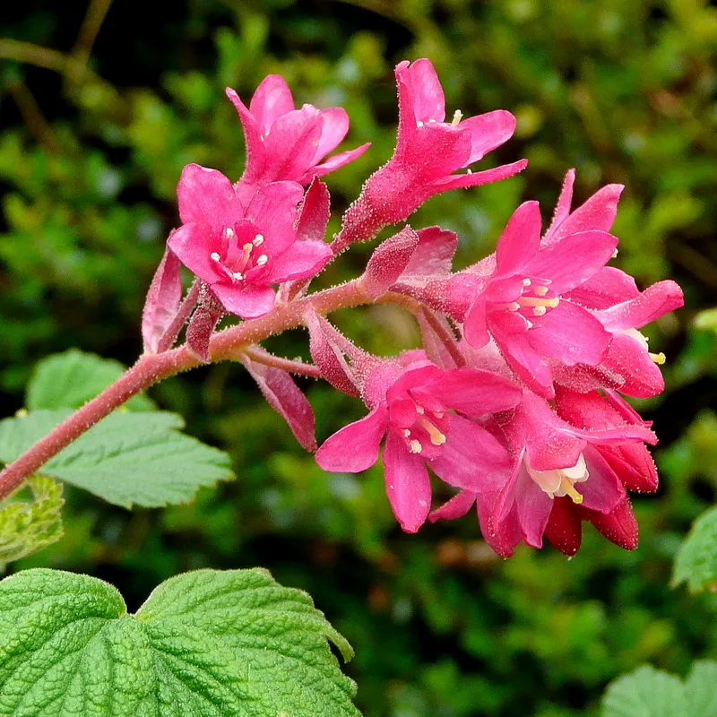 King Edward Vii Flowering Currant (Ribes San. 'King Edward Vii') — The Ribes sanguineum 'King Edward VII'