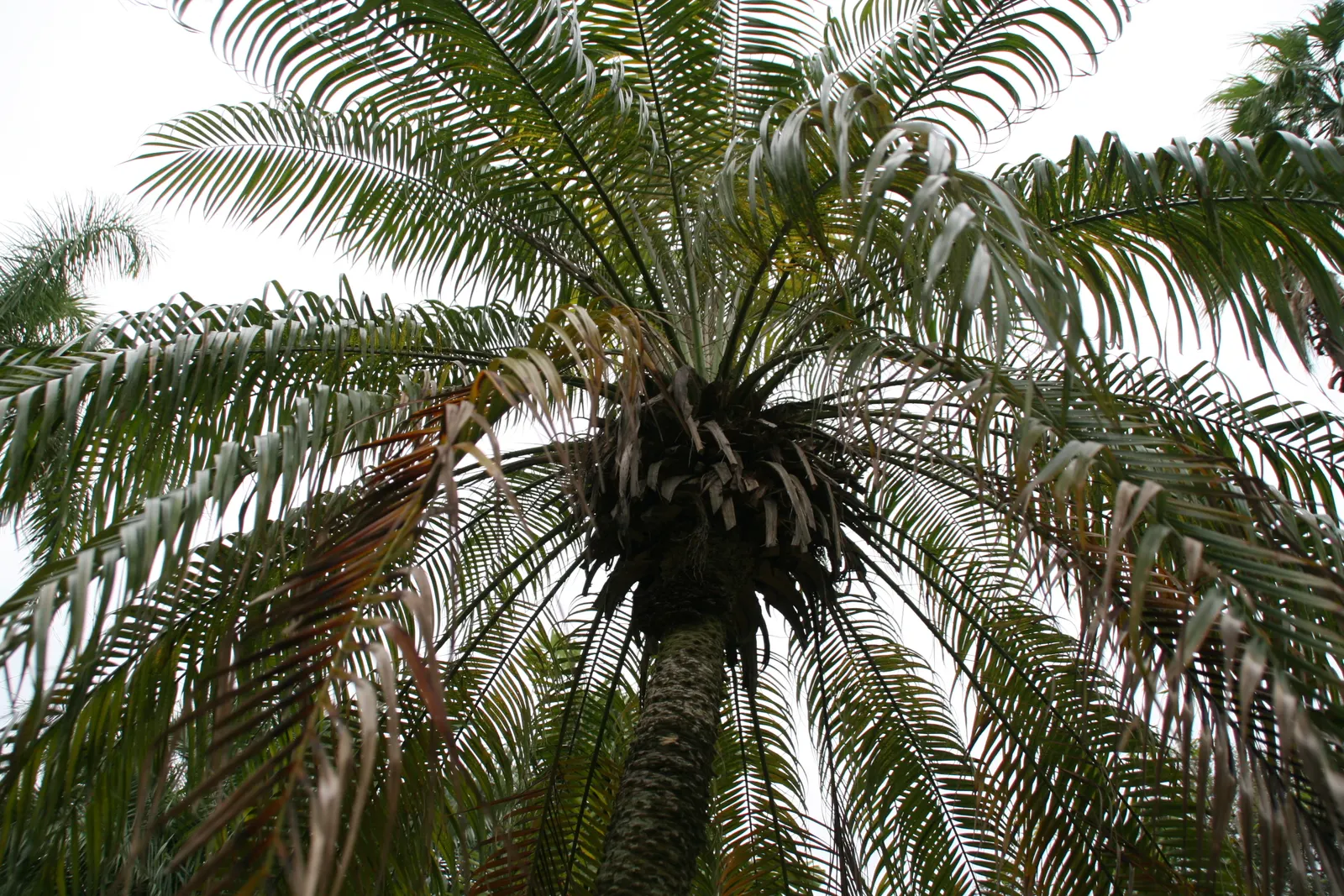 Pygmy Date Palm (Phoenix Roebelenii) — highly sought-after for its aesthetic appeal and adaptability in landscaping designs; adding a layer of, image 81
