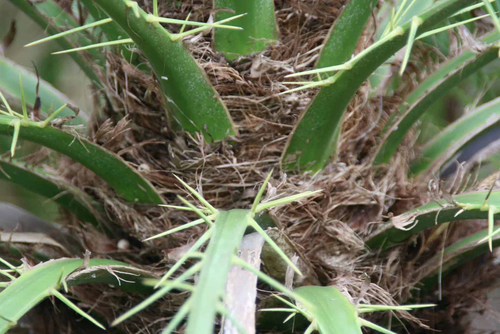 Pygmy Date Palm (Phoenix Roebelenii) — Its delicate, feathery fronds arch gracefully and it often features a slender, single trunk; petite creamy, image 40