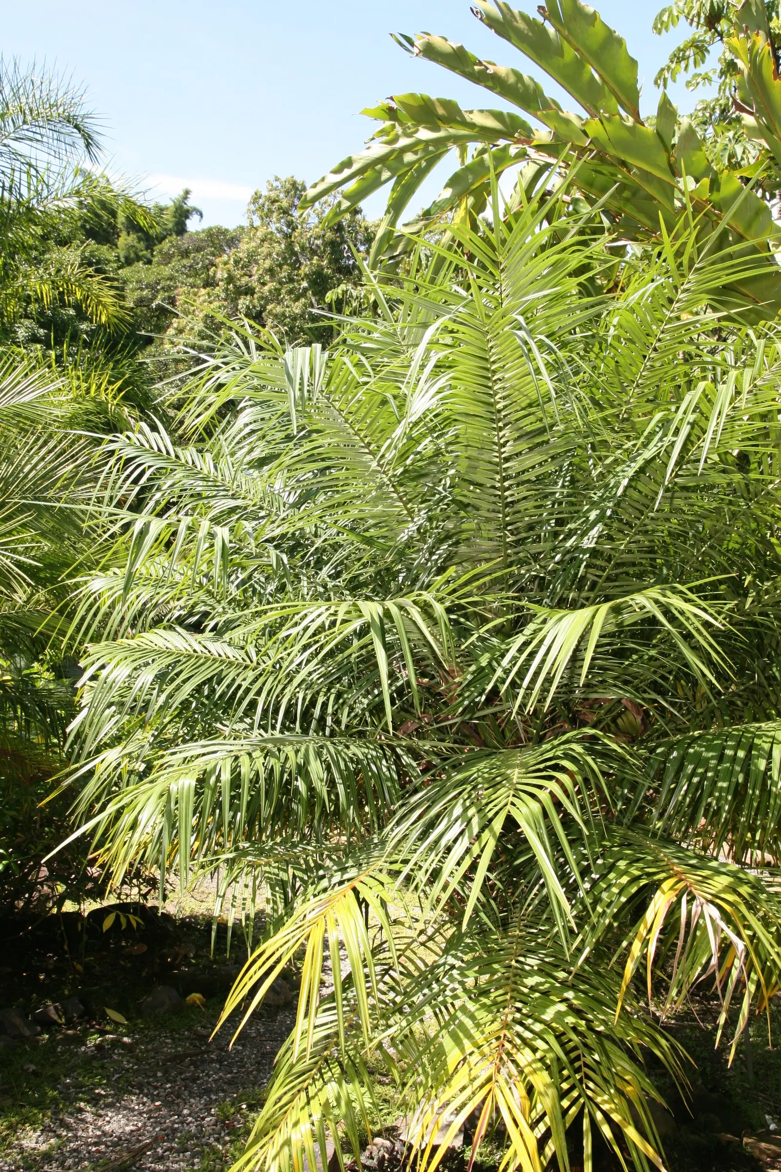 Pygmy Date Palm (Phoenix Roebelenii) — graceful trunks that may display an attractive; hardy in zones 9-11, it prefers full sun to partial shade and, image 66