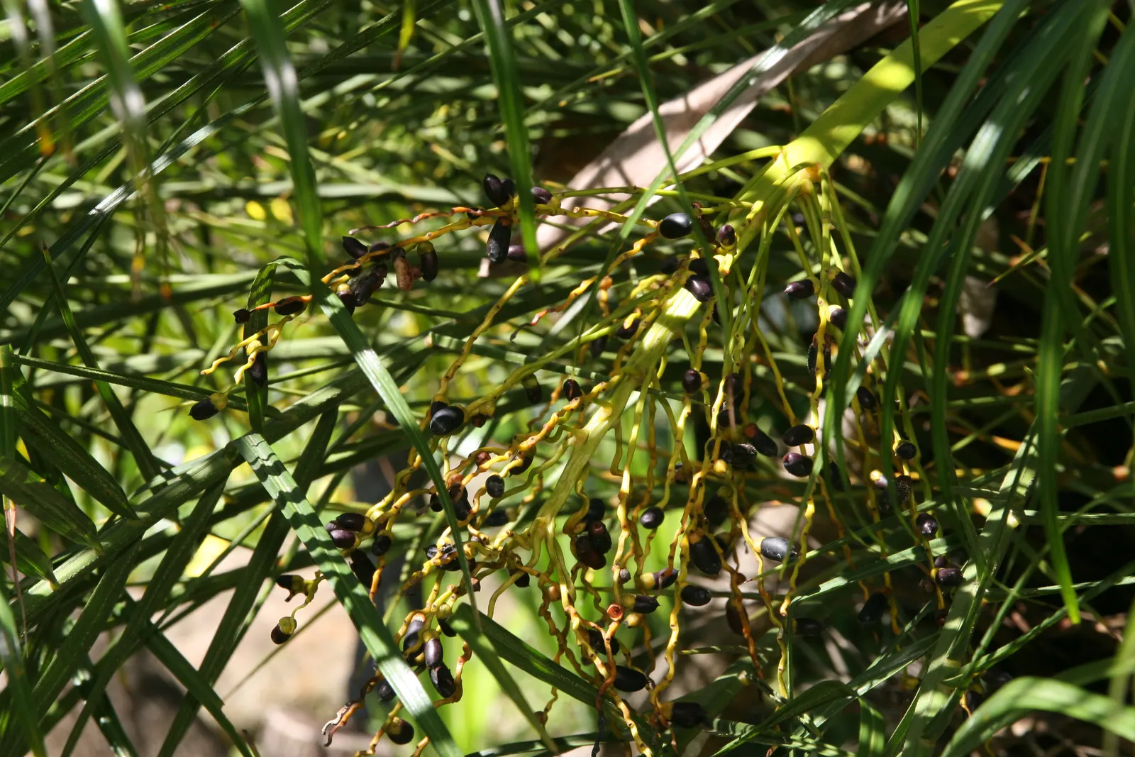 Pygmy Date Palm (Phoenix Roebelenii) — the Pygmy Date Palm thrives in full sun to partial shade and prefers well-draining soil; with a spread of 4, image 53