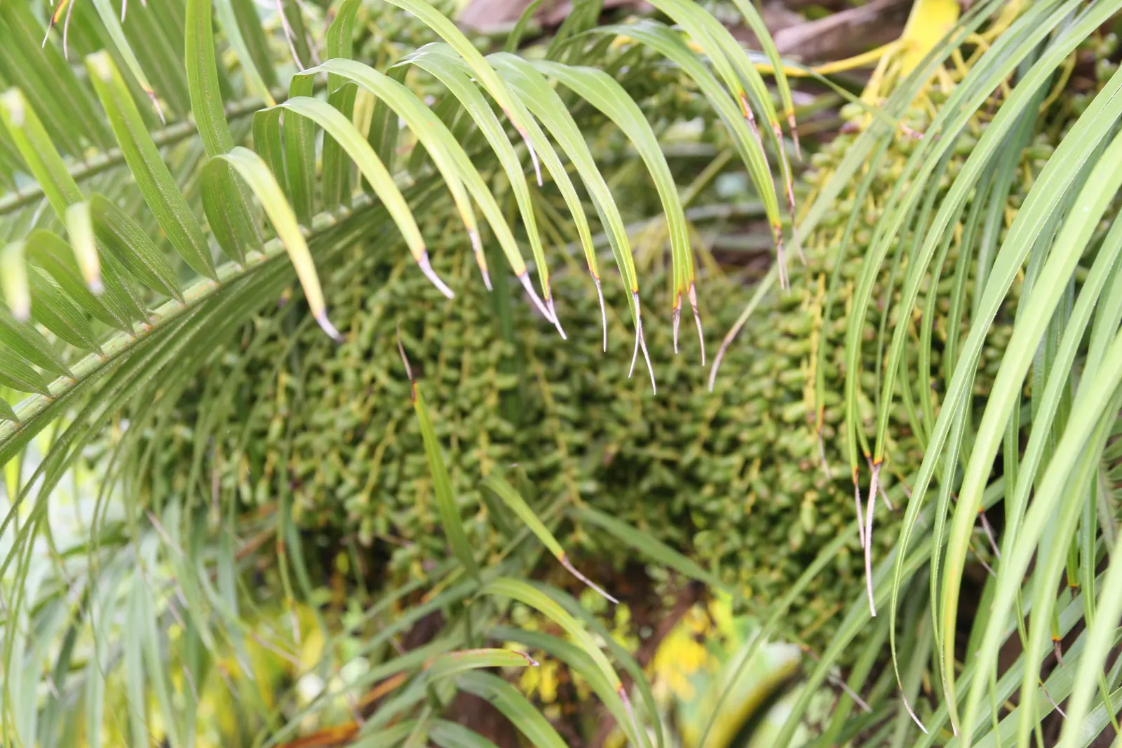 Pygmy Date Palm (Phoenix Roebelenii) — Petite creamy white flowers may emerge in spring; it is relatively low maintenance, image 49