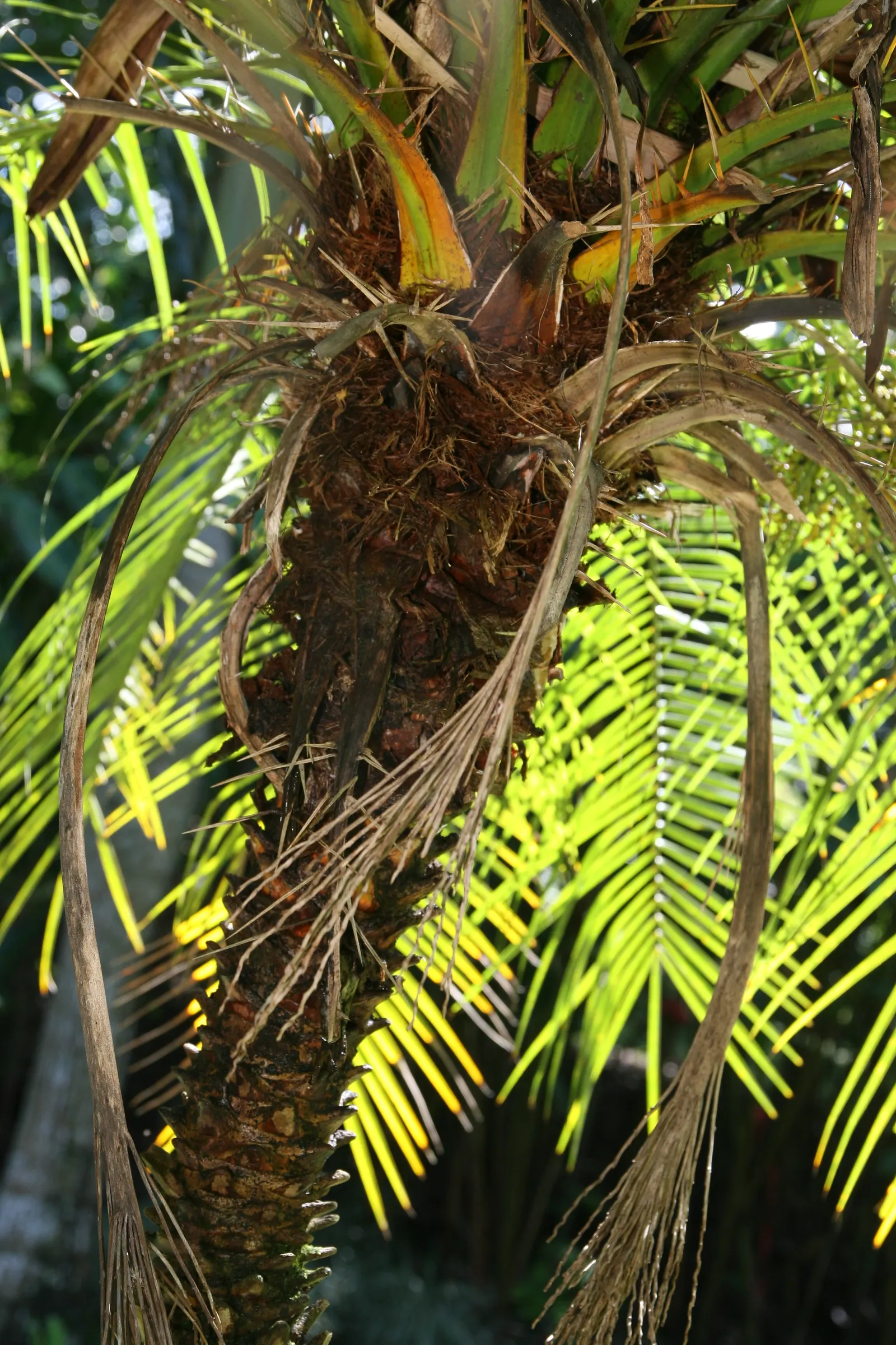 Pygmy Date Palm (Phoenix Roebelenii) — Petite creamy white flowers may emerge in spring; it is relatively low maintenance