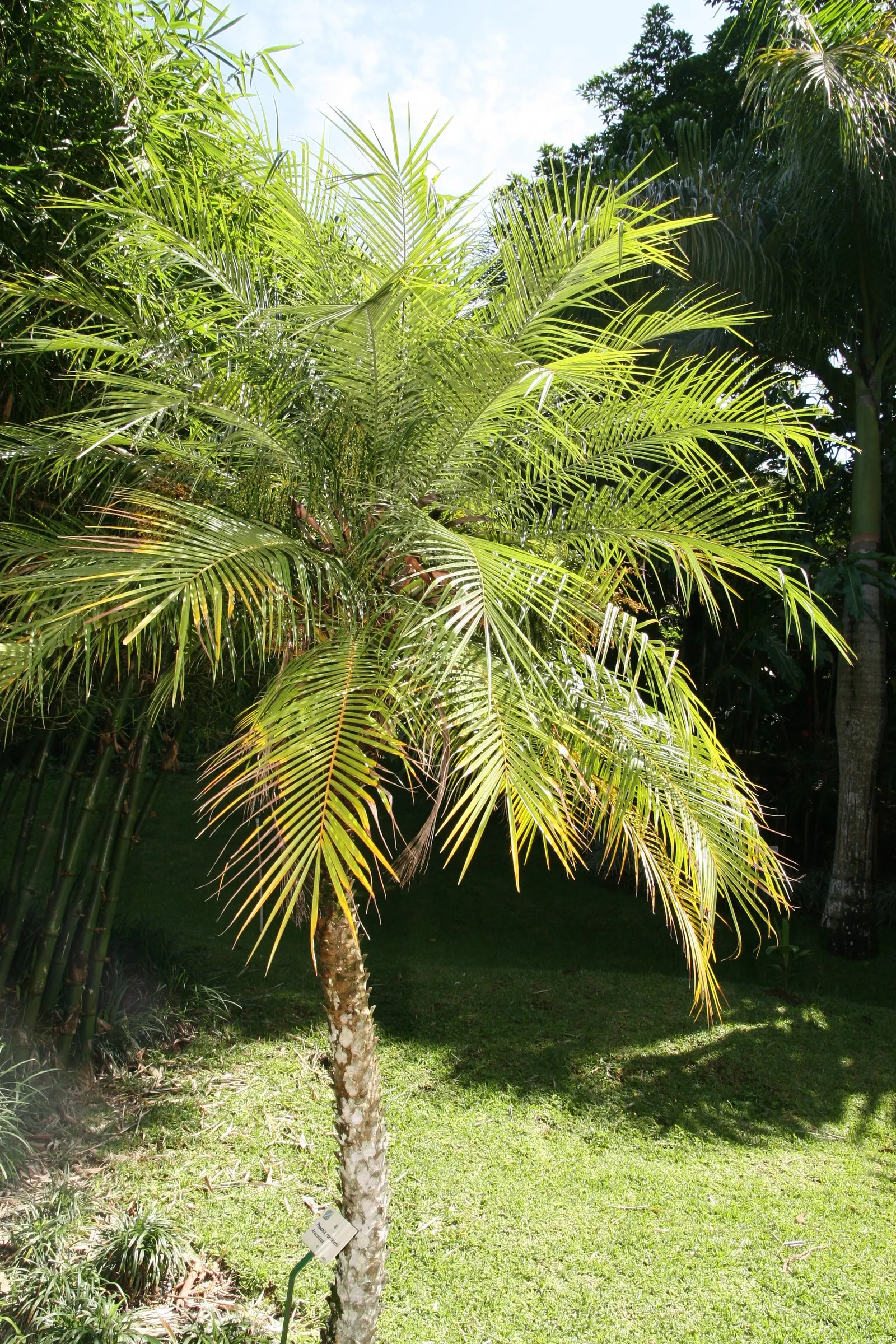 Pygmy Date Palm (Phoenix Roebelenii) — This diminutive palm typically reaches heights of 6 to 10 feet at maturity; the Pygmy Date Palm (Phoenix, image 63