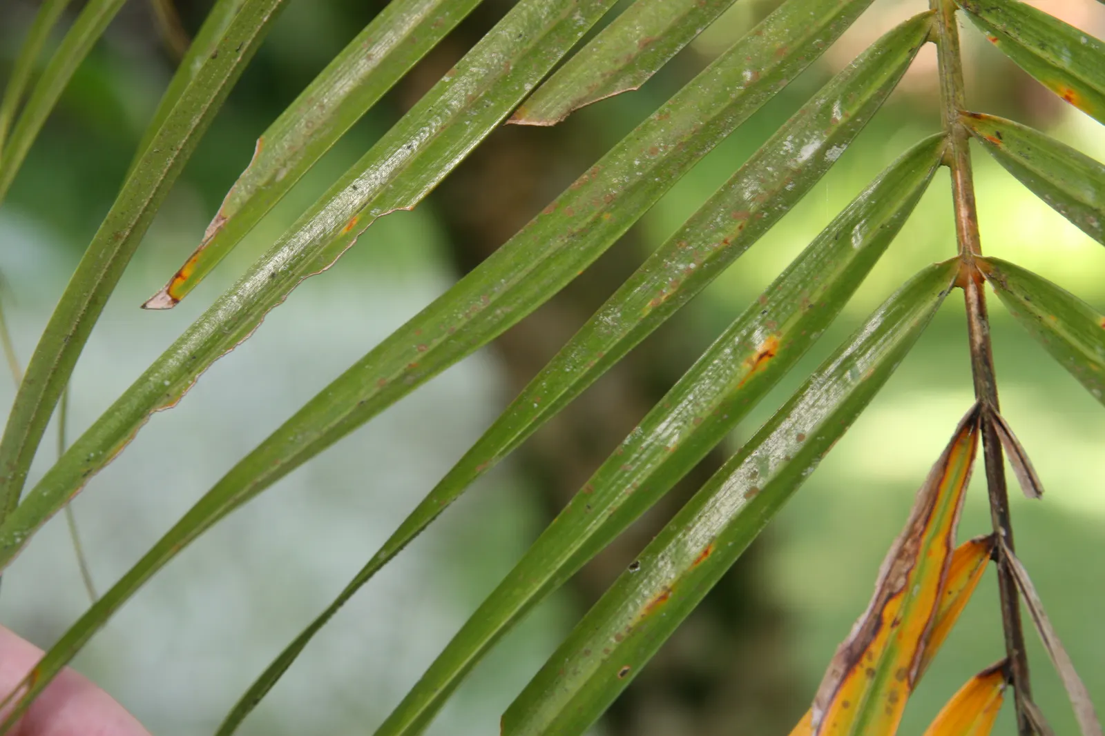 Pygmy Date Palm (Phoenix Roebelenii) — adding a layer of seasonal interest to the palm; occasionally followed by tiny dates