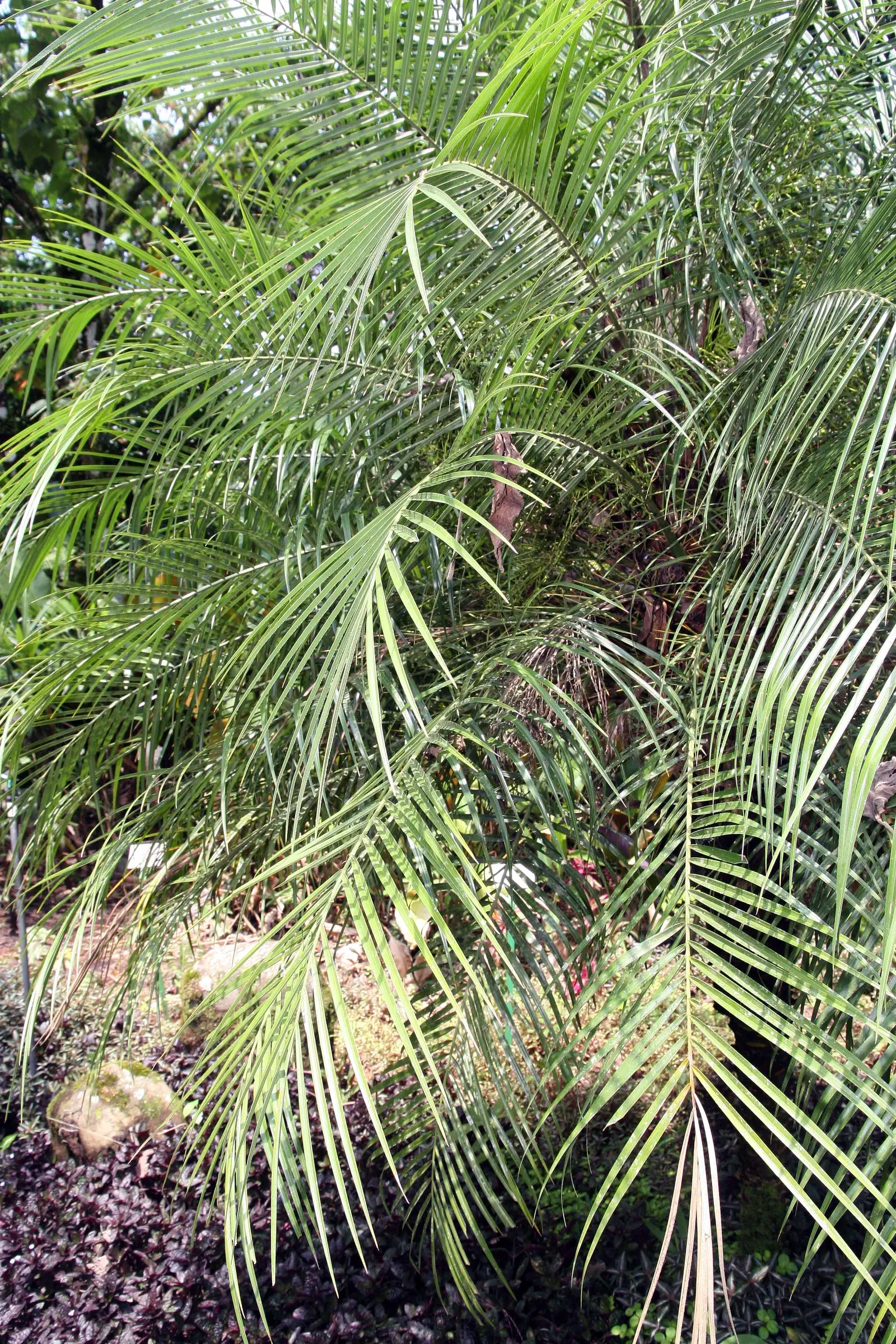 Pygmy Date Palm (Phoenix Roebelenii) — palm for half or shade; once established, it's drought-tolerant but does best with regular watering during extended dry