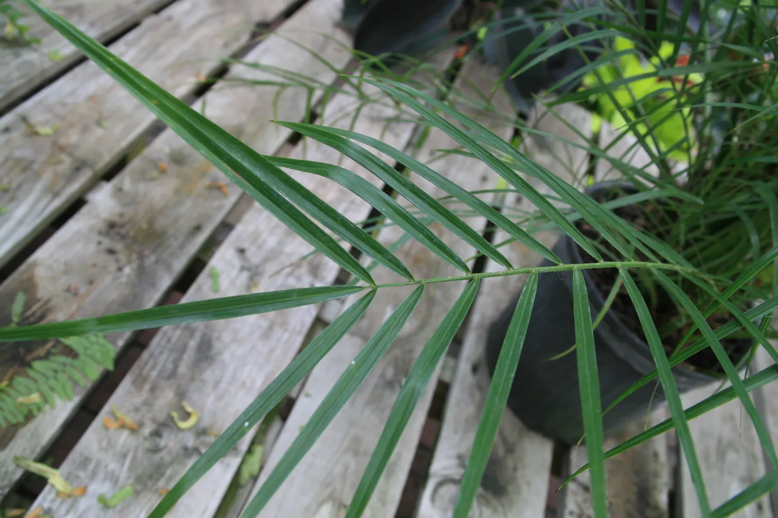 Pygmy Date Palm (Phoenix Roebelenii) — natural sway in accommodating winds, image 67
