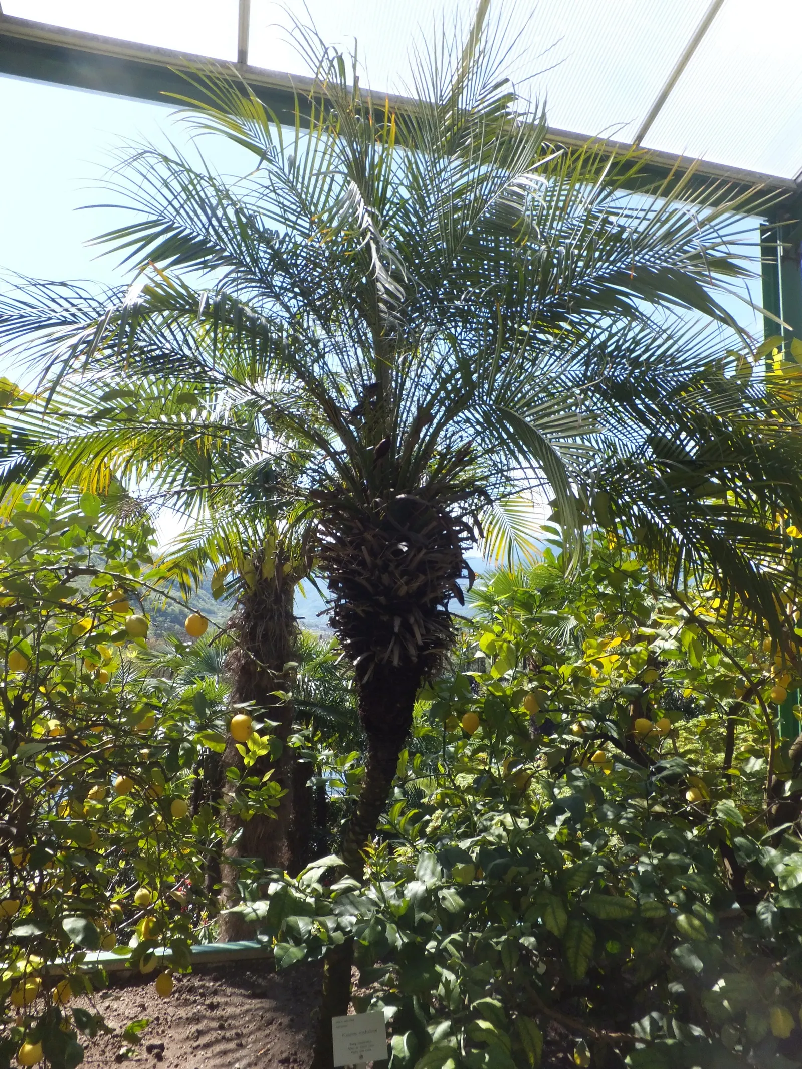 Pygmy Date Palm (Phoenix Roebelenii) — with a spread of 4 to 5 feet; arching fronds can grow up to 3 feet long and are supported by slender