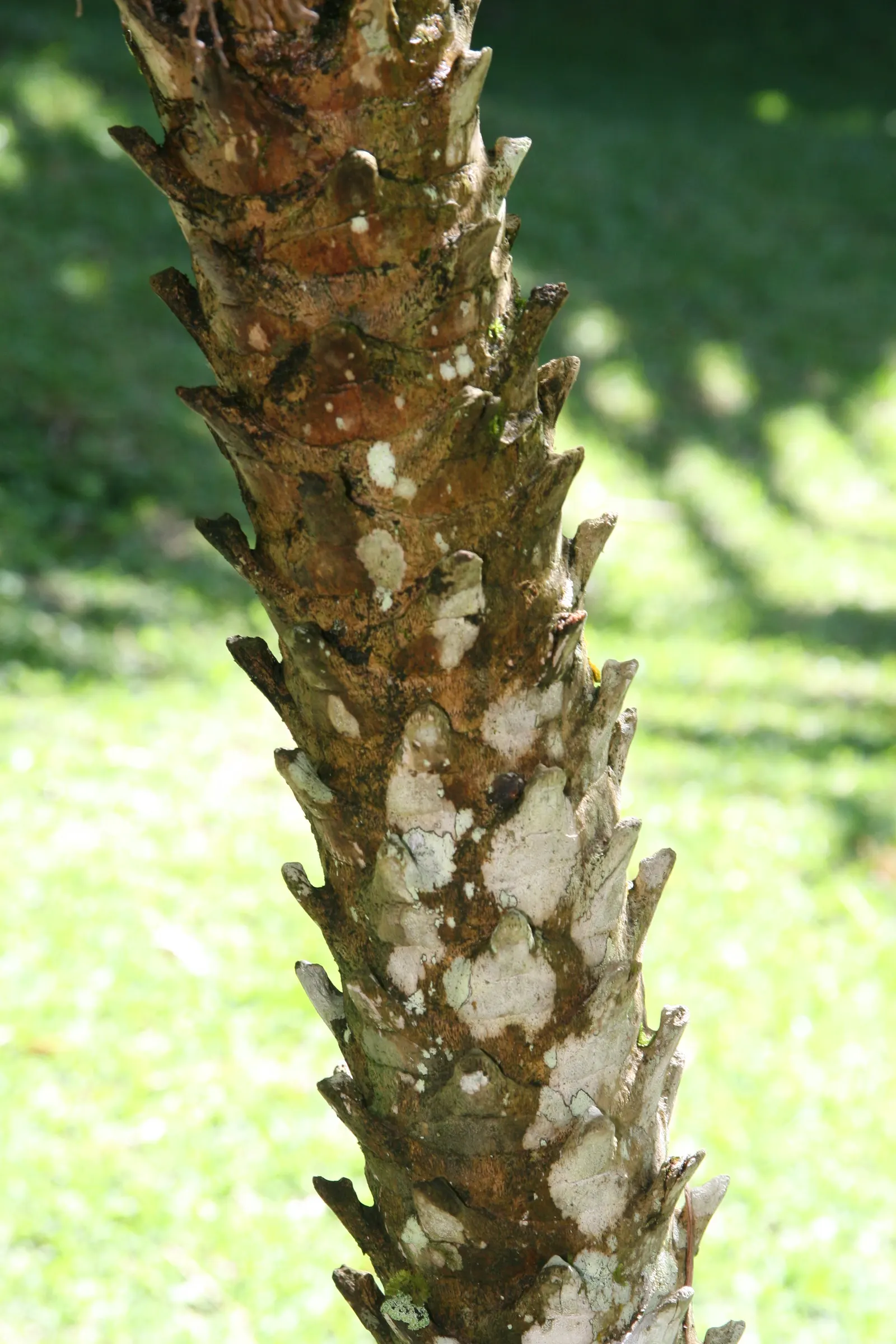Pygmy Date Palm (Phoenix Roebelenii) — the Phoenix roebelenii works marvelously in group plantings and container gardens; graceful trunks that may display an