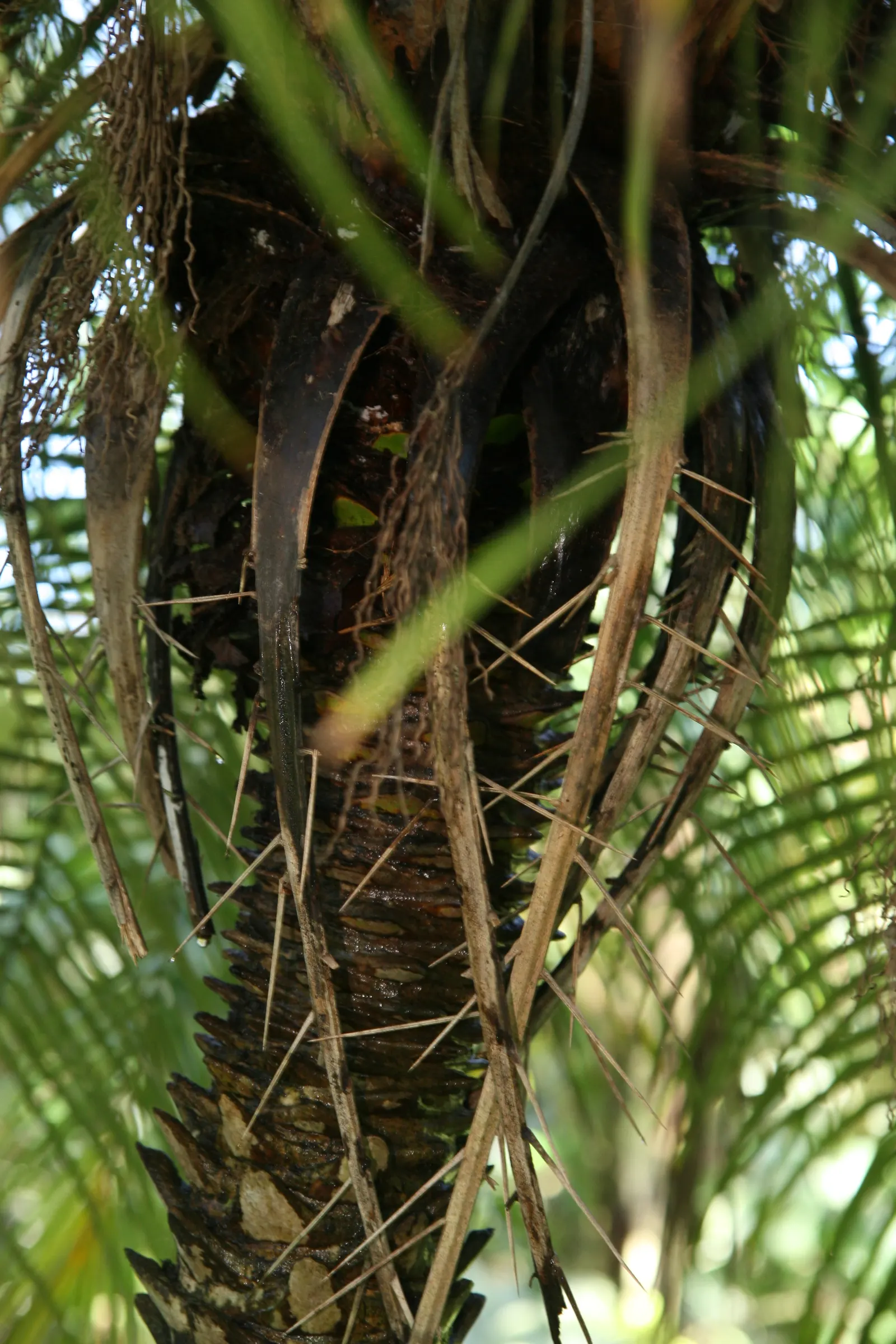 Pygmy Date Palm (Phoenix Roebelenii) — palm for half or shade; once established, it's drought-tolerant but does best with regular watering during, image 57