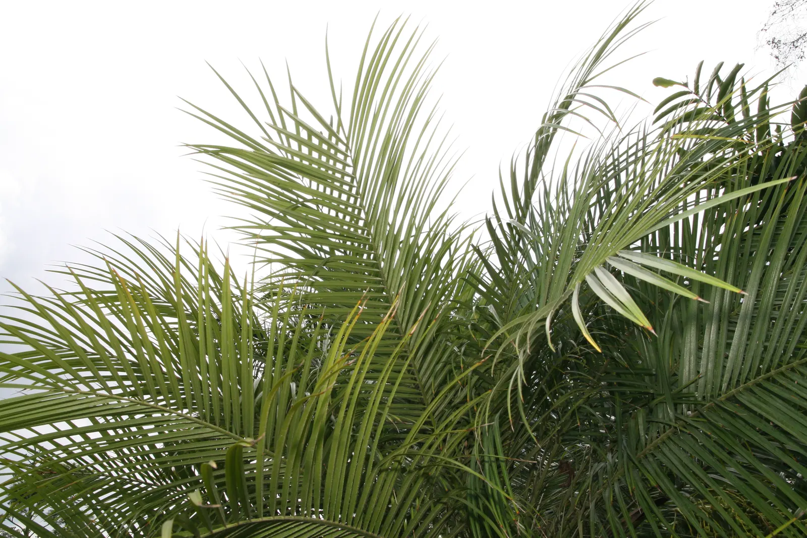 Pygmy Date Palm (Phoenix Roebelenii) — highly sought-after for its aesthetic appeal and adaptability in landscaping designs; adding a layer of seasonal