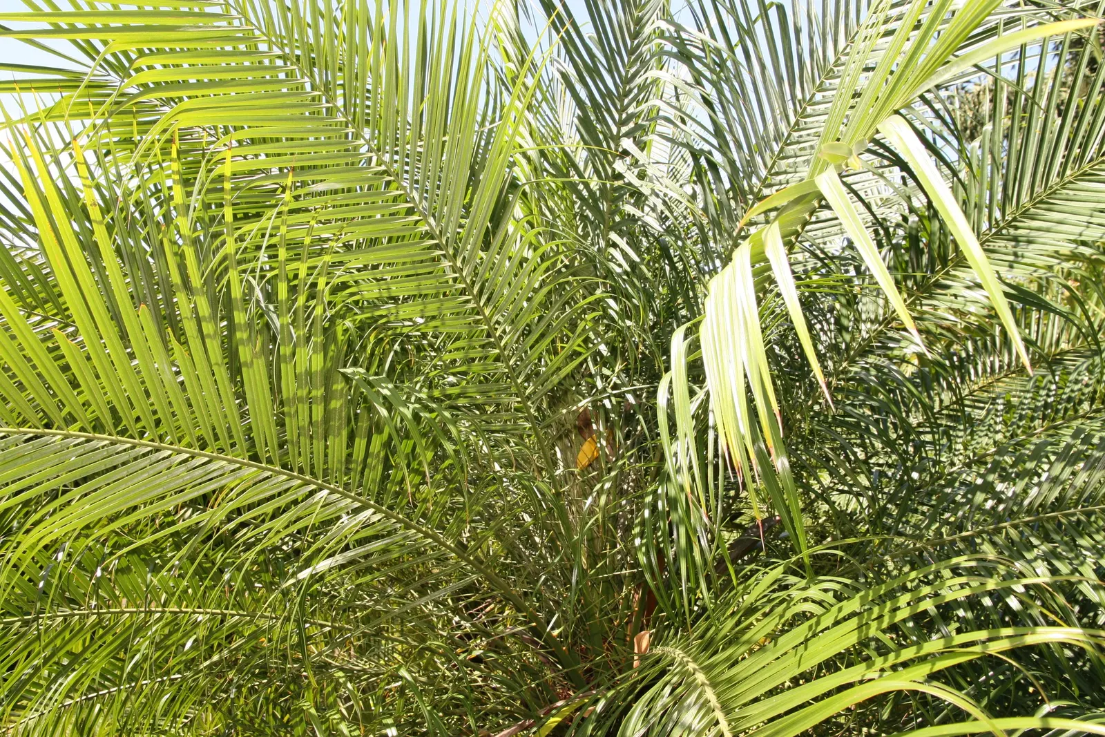 Pygmy Date Palm (Phoenix Roebelenii) — Hardy in zones 9-11, it prefers full sun to partial shade and well-draining soil; the Phoenix roebelenii, image 60