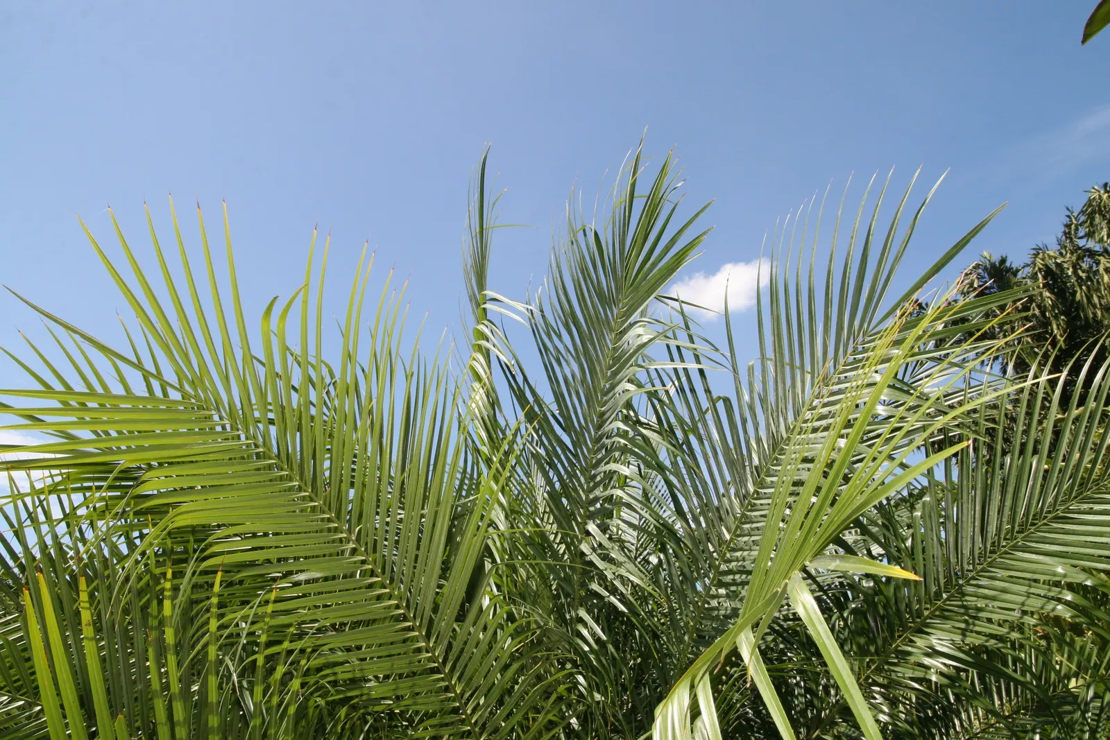 Pygmy Date Palm (Phoenix Roebelenii) — highly sought-after for its aesthetic appeal and adaptability in landscaping designs; adding a layer of, image 43