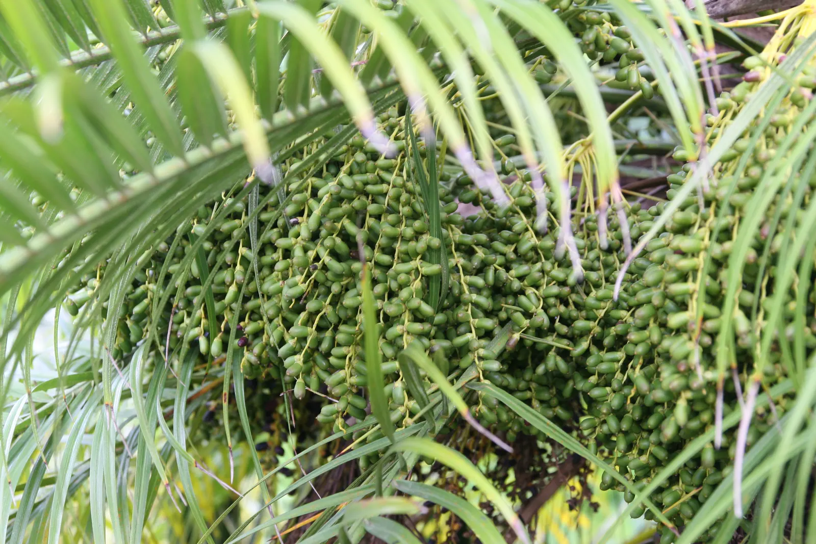Pygmy Date Palm (Phoenix Roebelenii) — arching fronds can grow up to 3 feet long and are supported by slender; the Pygmy Date Palm thrives in full, image 84