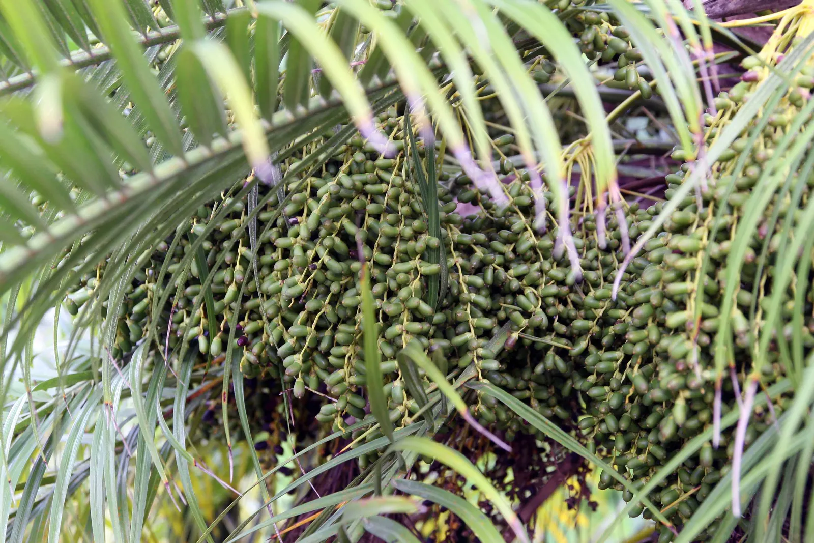 Pygmy Date Palm (Phoenix Roebelenii) — the Phoenix roebelenii works marvelously in group plantings and container gardens; graceful trunks that may, image 75