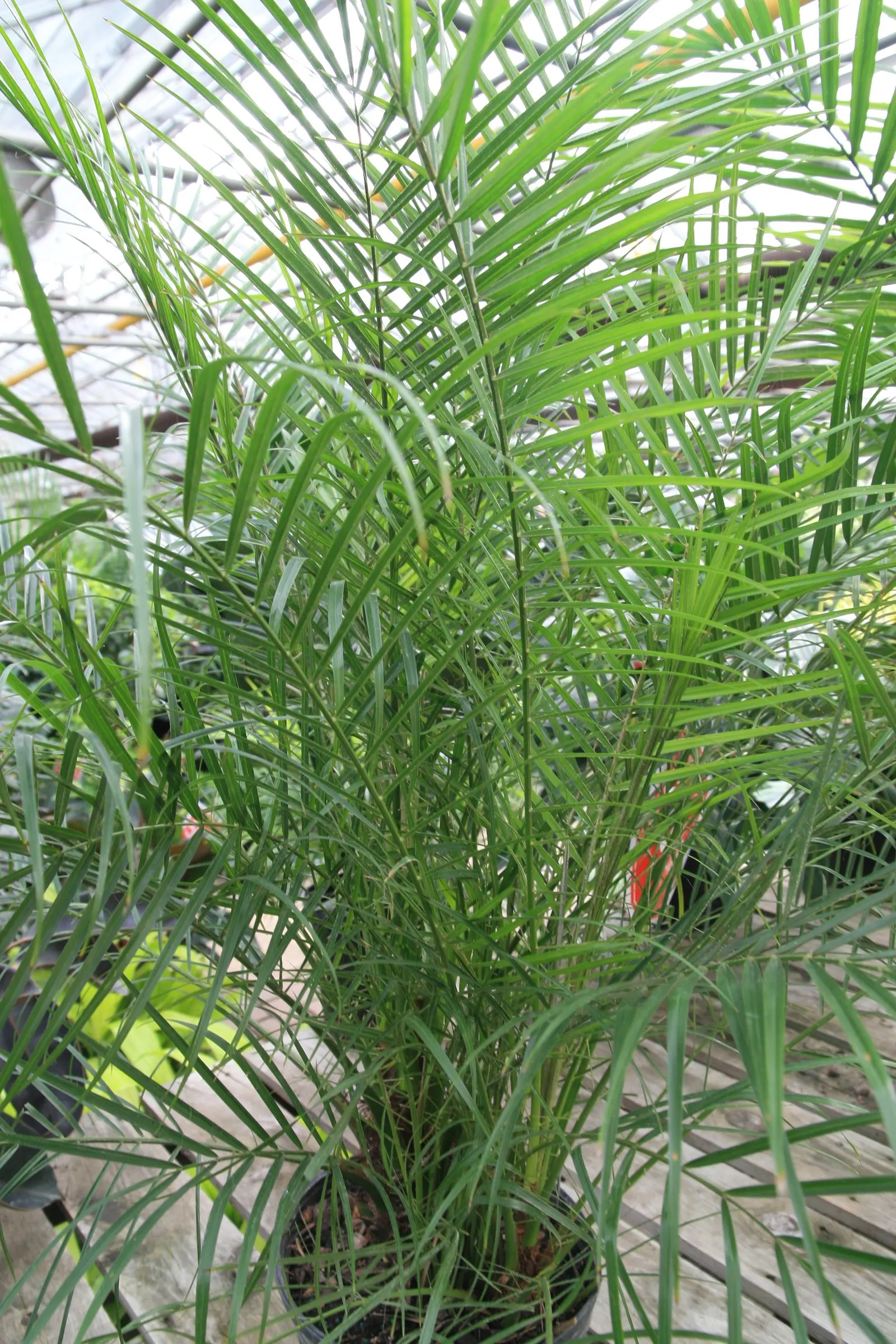 Pygmy Date Palm (Phoenix Roebelenii) — graceful trunks that may display an attractive