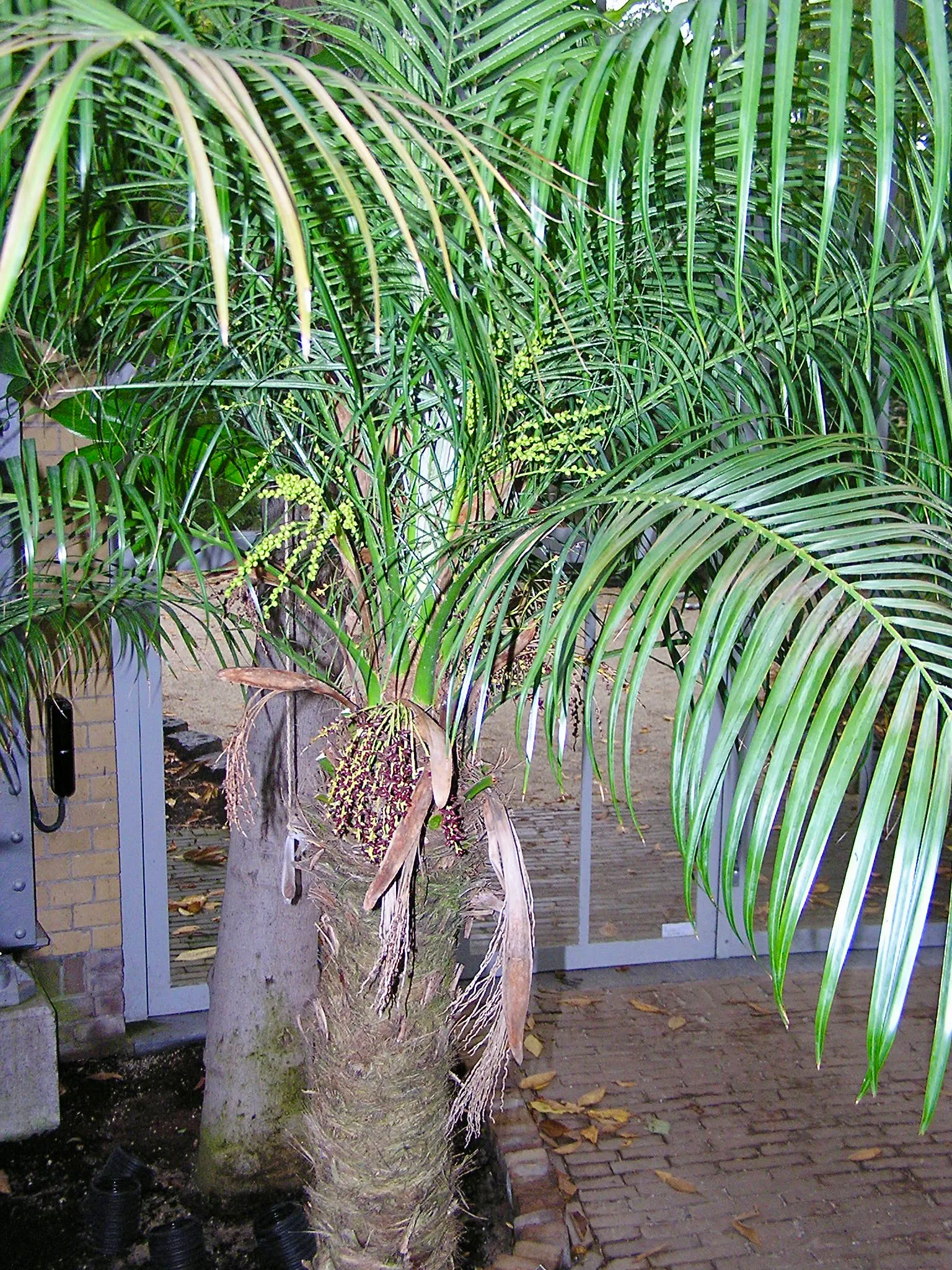 Pygmy Date Palm (Phoenix Roebelenii) — Petite creamy white flowers may emerge in spring; it is relatively low maintenance, image 87