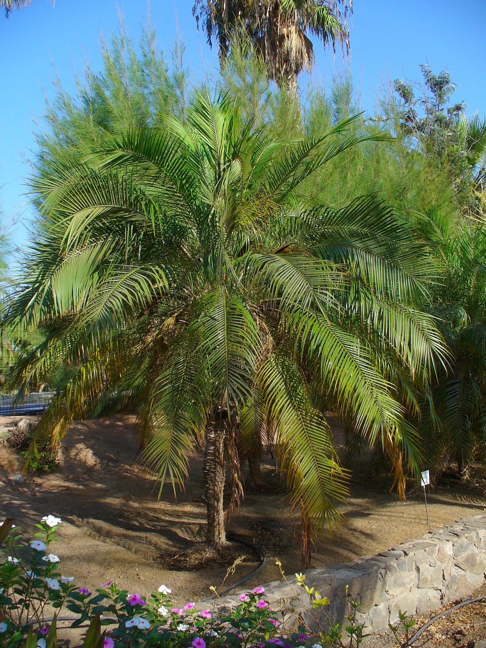 Pygmy Date Palm (Phoenix Roebelenii) — the Pygmy Date Palm thrives in full sun to partial shade and prefers well-draining soil