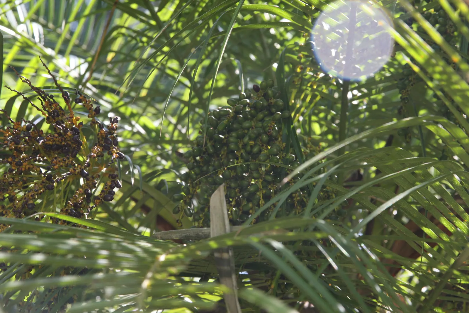 Pygmy Date Palm (Phoenix Roebelenii) — albeit mostly ornamental in this variety.<br><br>Suitable for USDA hardiness zones 9 to 11; palm for half or shade