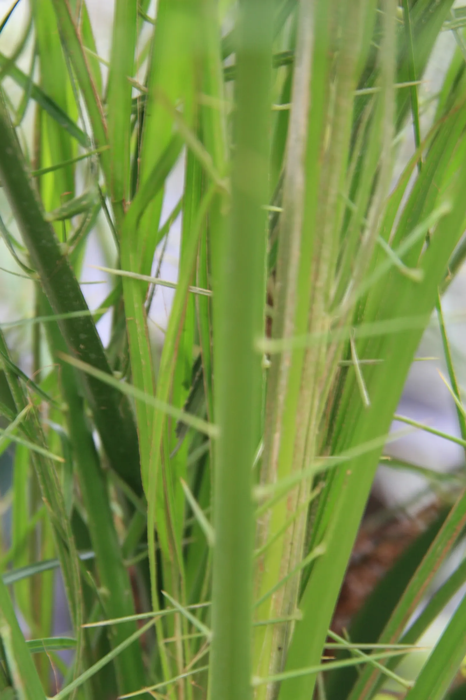 Pygmy Date Palm (Phoenix Roebelenii) — slow-growing palm brings tropical elegance to any landscape or container setting; this diminutive palm, image 42