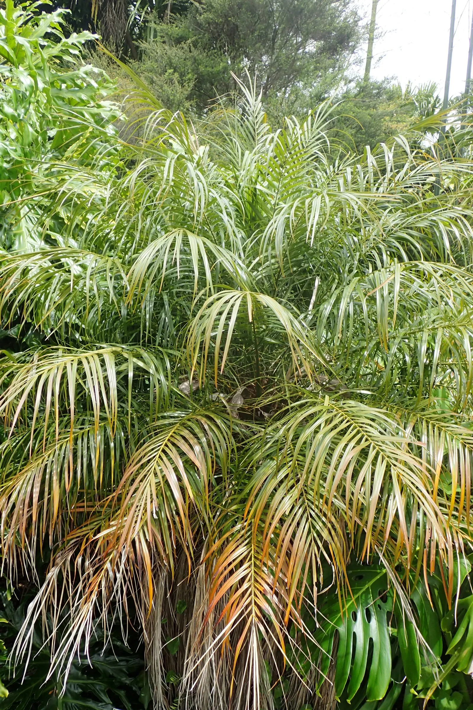 Pygmy Date Palm (Phoenix Roebelenii) — graceful trunks that may display an attractive; hardy in zones 9-11, it prefers full sun to partial shade and, image 85