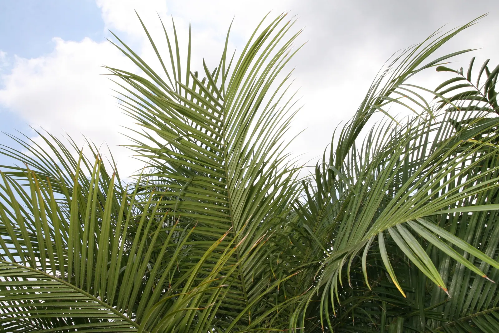 Pygmy Date Palm (Phoenix Roebelenii) — arching fronds can grow up to 3 feet long and are supported by slender; the Pygmy Date Palm thrives in full, image 46