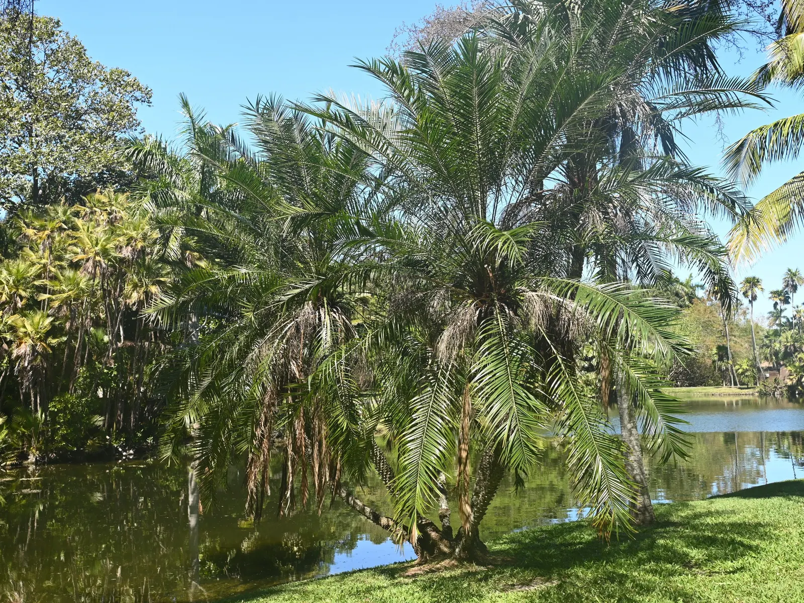 Pygmy Date Palm (Phoenix Roebelenii) — Hardy in zones 9-11, it prefers full sun to partial shade and well-draining soil; the Phoenix roebelenii works