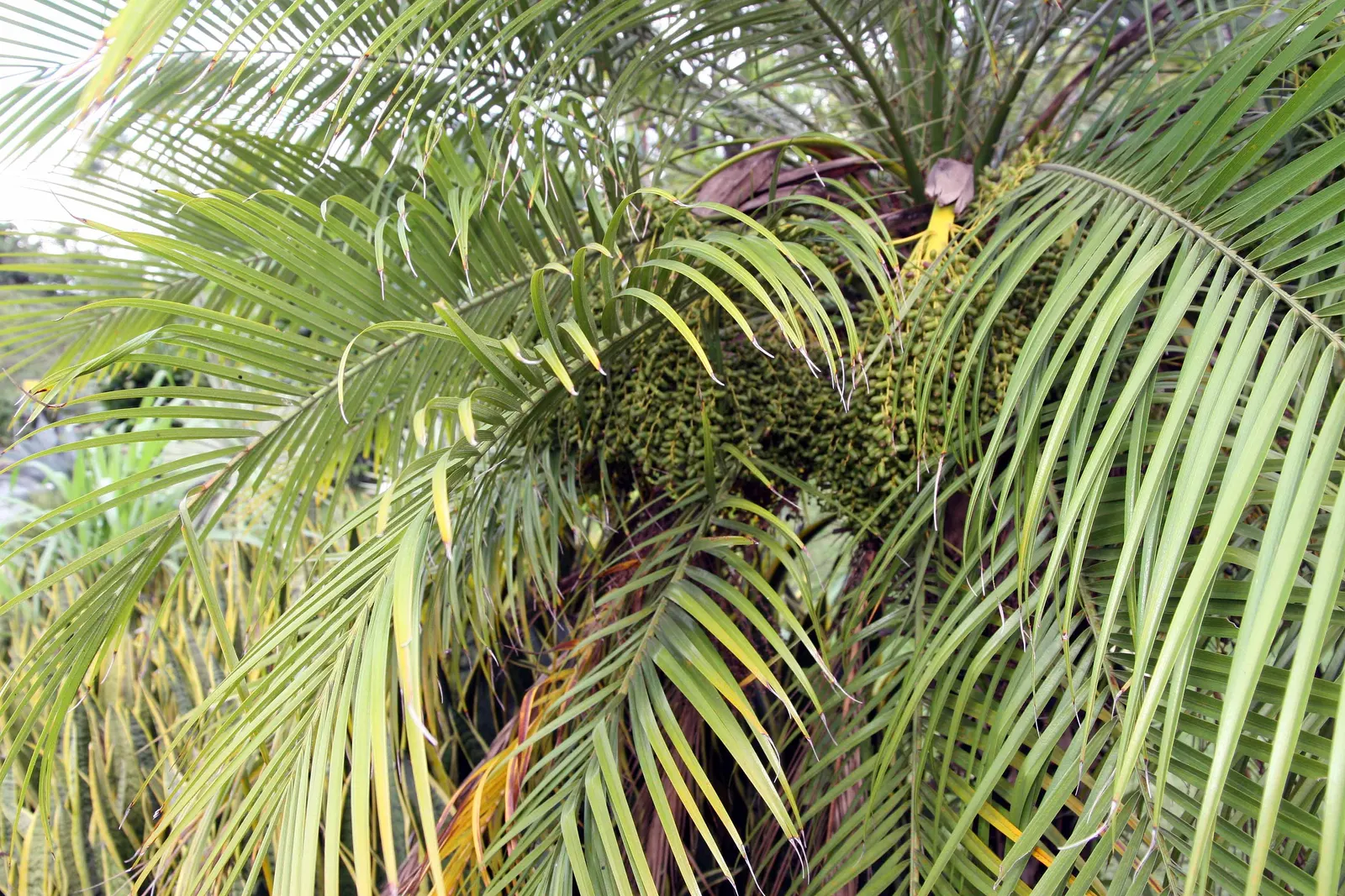 Pygmy Date Palm (Phoenix Roebelenii) — the Pygmy Date Palm thrives in full sun to partial shade and prefers well-draining soil; with a spread of 4, image 72