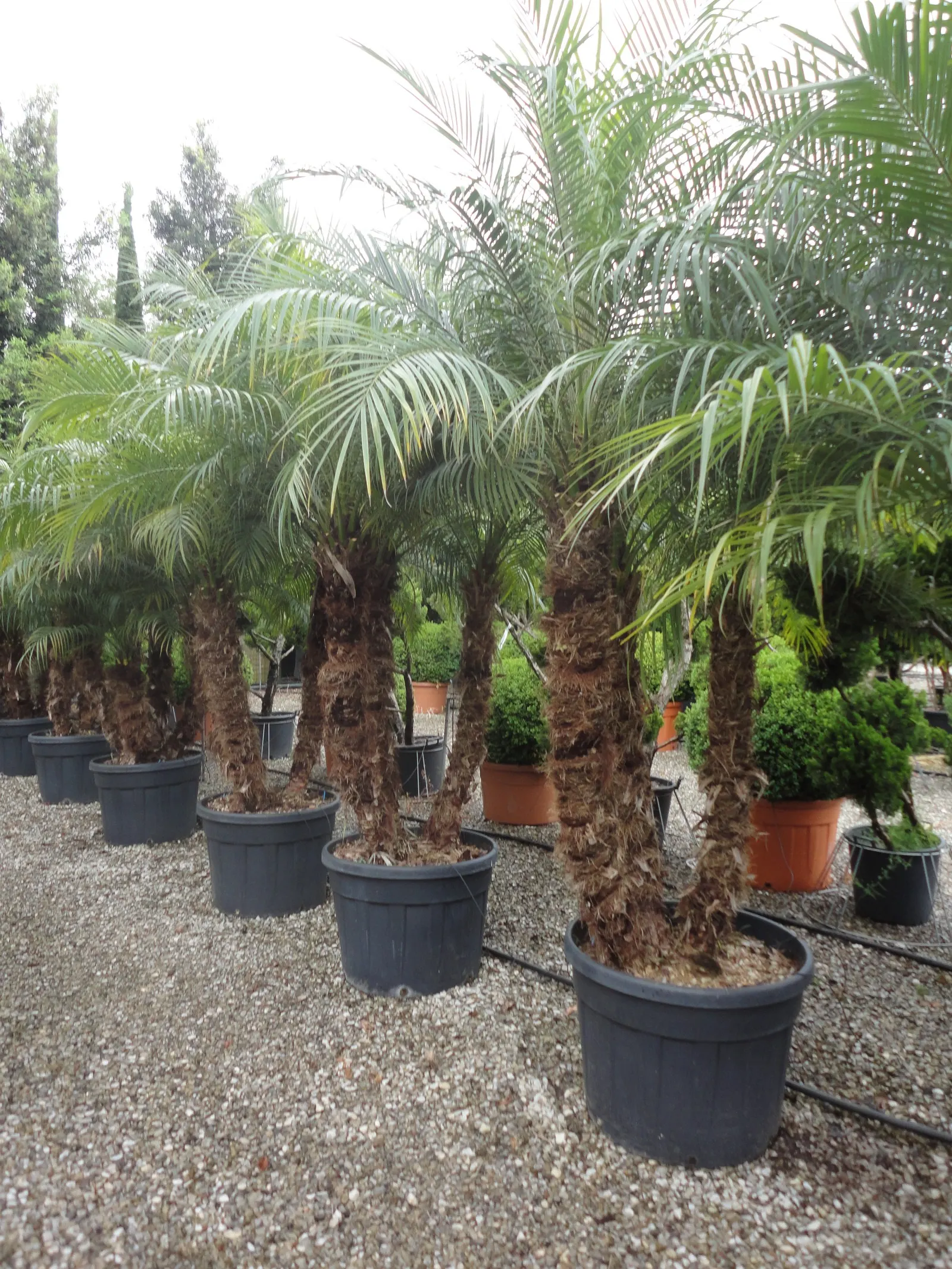 Pygmy Date Palm (Phoenix Roebelenii) — slow-growing palm brings tropical elegance to any landscape or container setting; this diminutive palm, image 80