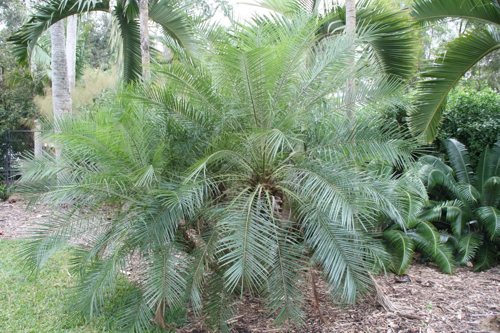 Pygmy Date Palm (Phoenix Roebelenii) — occasionally followed by tiny dates; highly sought-after for its aesthetic appeal and adaptability in, image 88