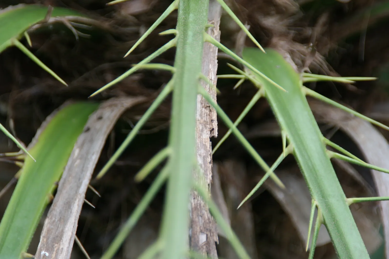 Pygmy Date Palm (Phoenix Roebelenii) — Hardy in zones 9-11, it prefers full sun to partial shade and well-draining soil; the Phoenix roebelenii, image 79