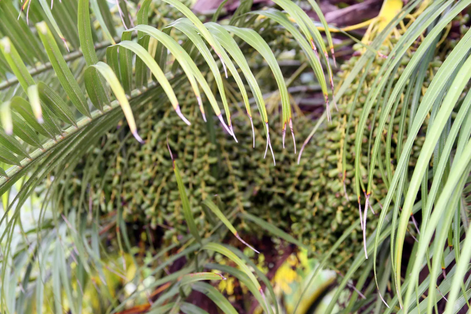 Pygmy Date Palm (Phoenix Roebelenii) — slow-growing palm brings tropical elegance to any landscape or container setting; this diminutive palm, image 61