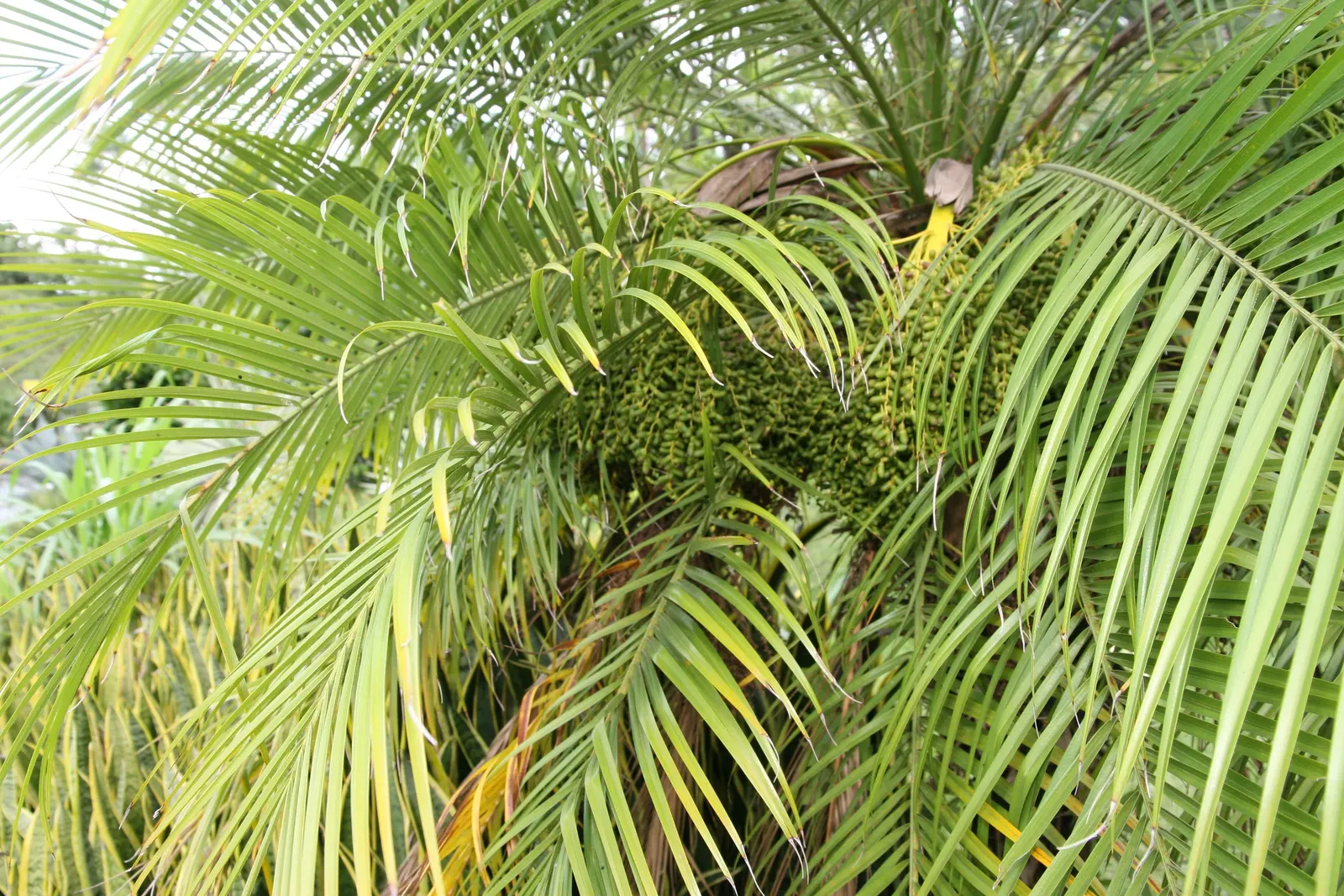 Pygmy Date Palm (Phoenix Roebelenii) — highly sought-after for its aesthetic appeal and adaptability in landscaping designs