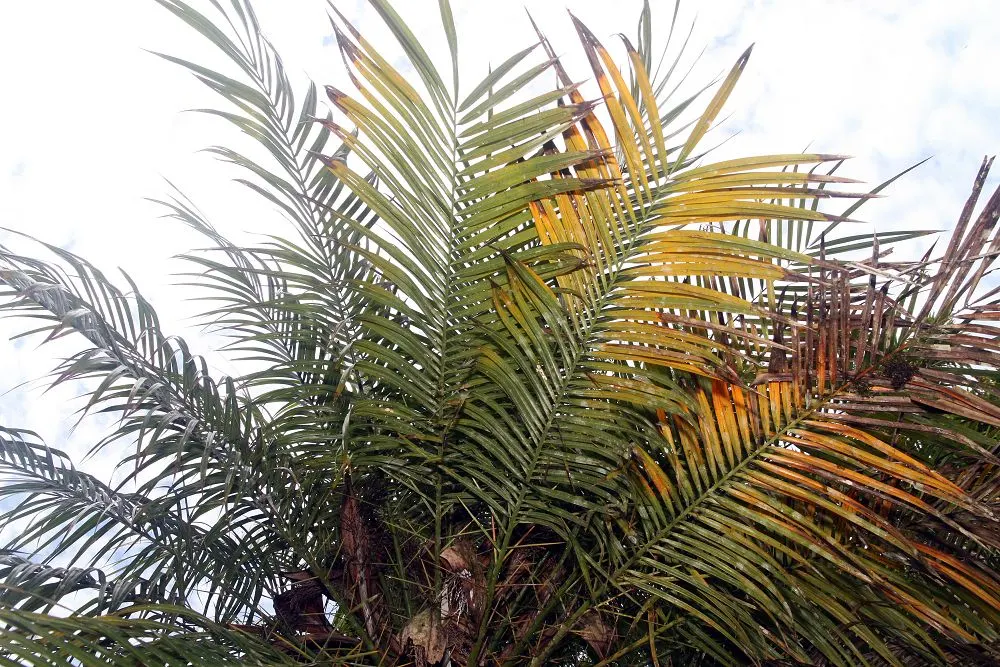 Pygmy Date Palm (Phoenix Roebelenii) — slow-growing palm brings tropical elegance to any landscape or container setting; this diminutive palm typically reaches