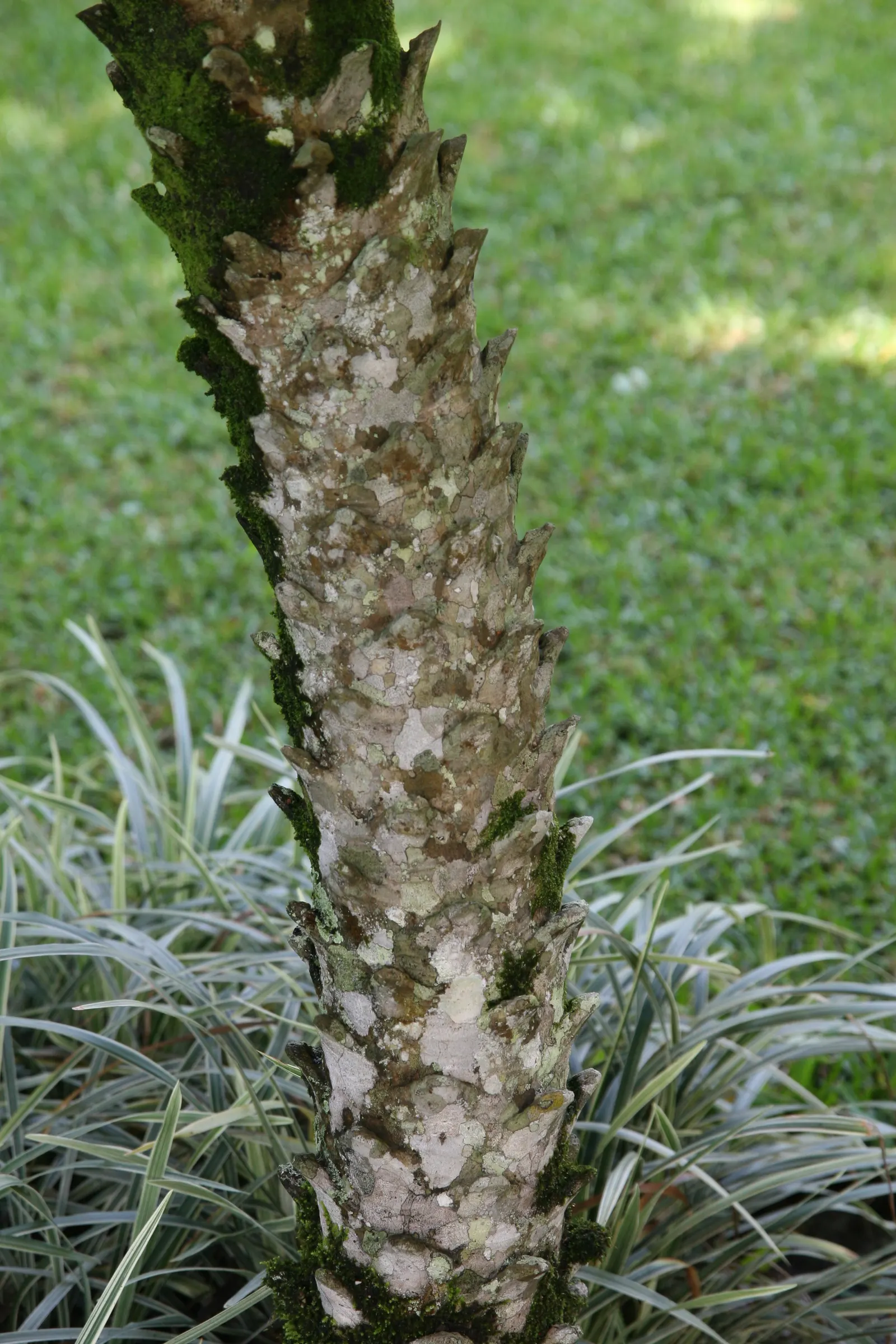 Pygmy Date Palm (Phoenix Roebelenii) — with a spread of 4 to 5 feet; arching fronds can grow up to 3 feet long and are supported by slender, image 64