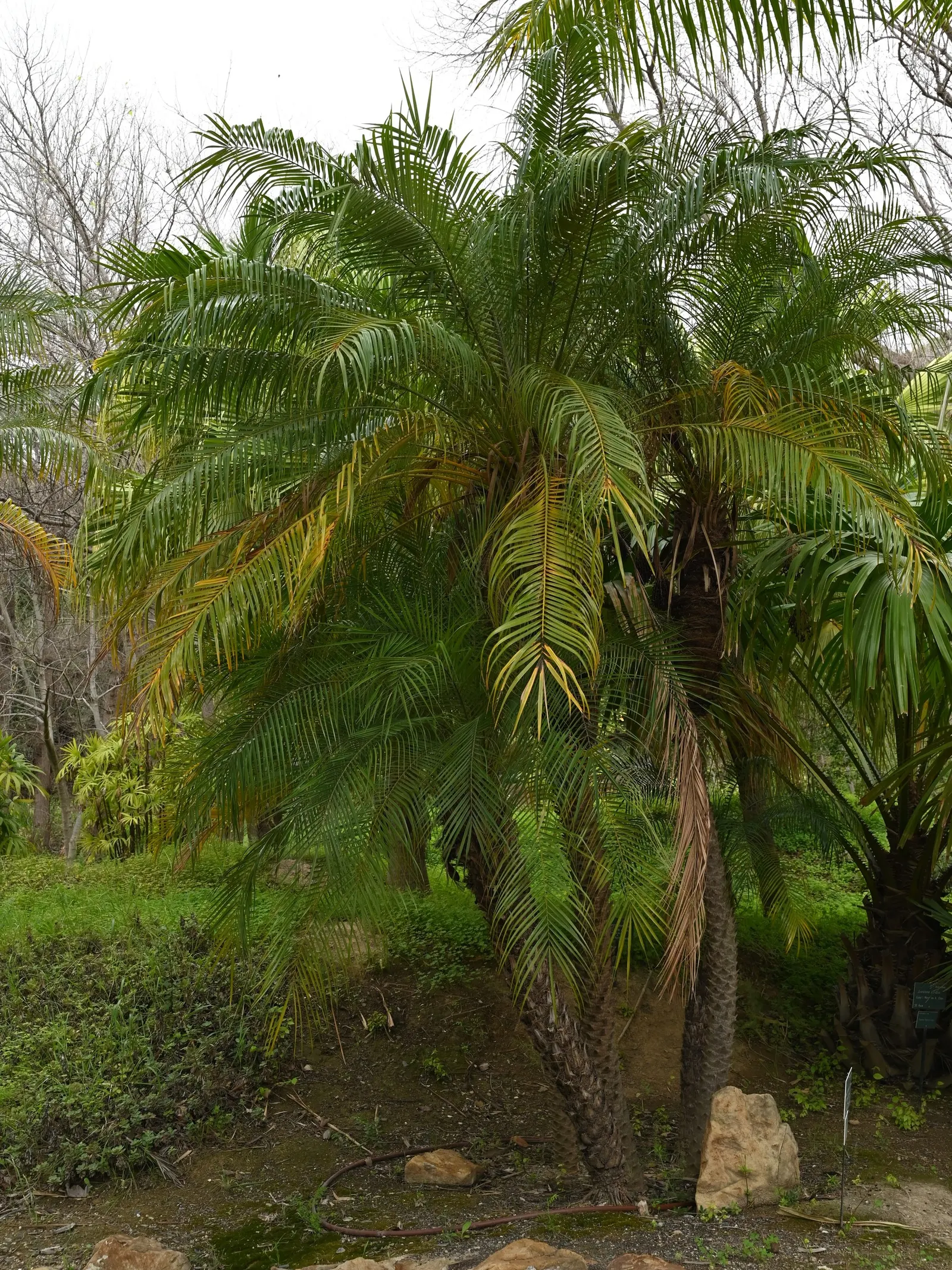 Pygmy Date Palm (Phoenix Roebelenii) — This diminutive palm typically reaches heights of 6 to 10 feet at maturity; the Pygmy Date Palm (Phoenix, image 82