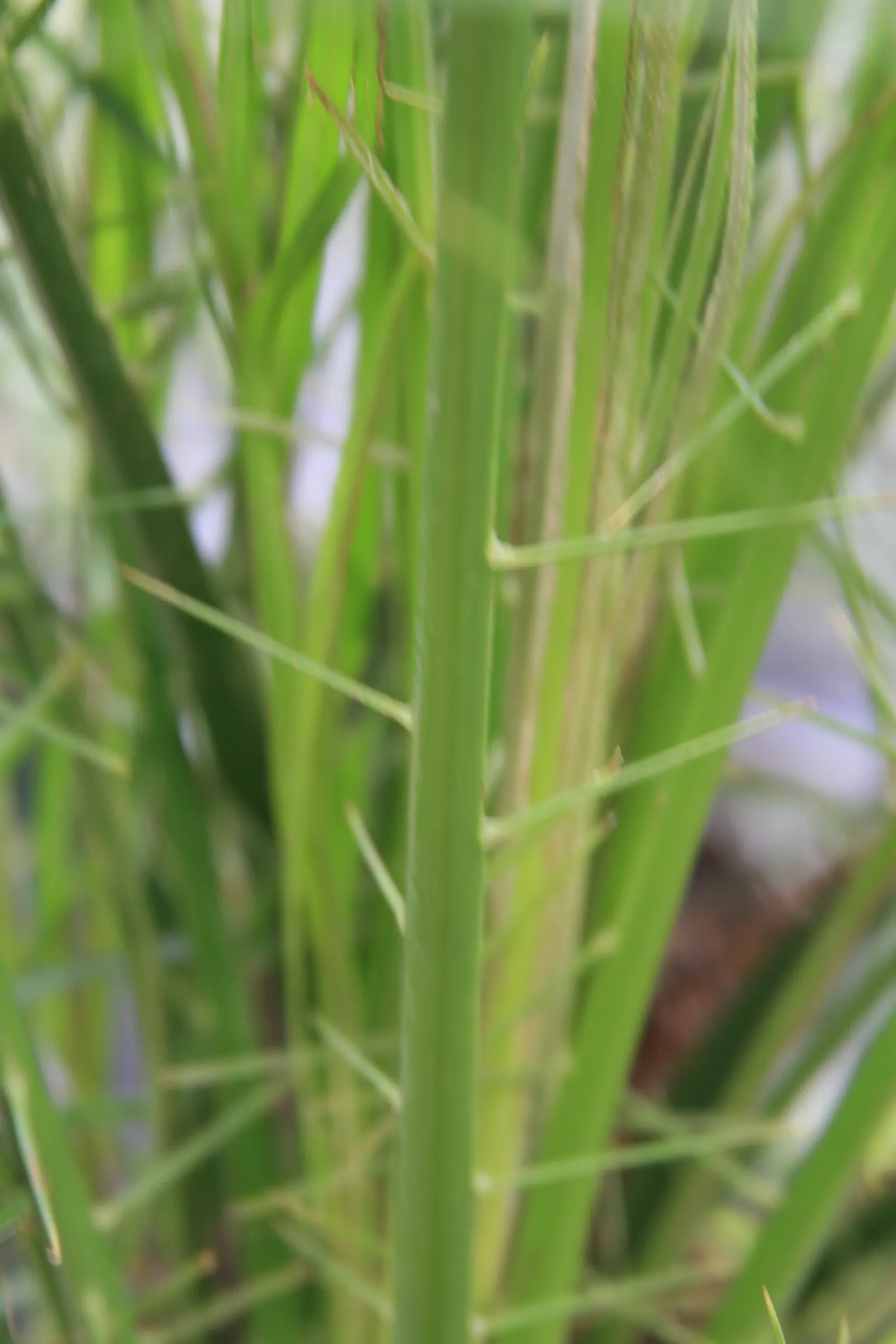 Pygmy Date Palm (Phoenix Roebelenii) — albeit mostly ornamental in this variety.<br><br>Suitable for USDA hardiness zones 9 to 11; palm for half or, image 52