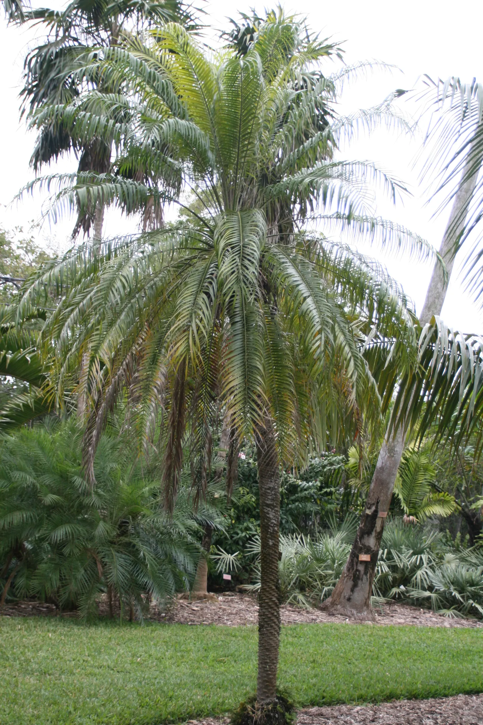 Pygmy Date Palm (Phoenix Roebelenii) — graceful trunks that may display an attractive; hardy in zones 9-11, it prefers full sun to partial shade and, image 47