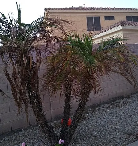 Pygmy Date Palm (Phoenix Roebelenii) — occasionally followed by tiny dates