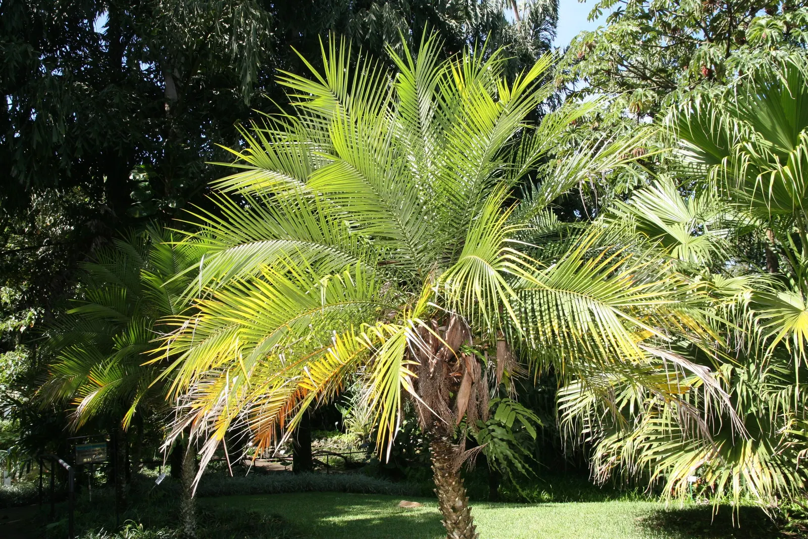 Pygmy Date Palm (Phoenix Roebelenii) — Petite creamy white flowers may emerge in spring; it is relatively low maintenance, image 68