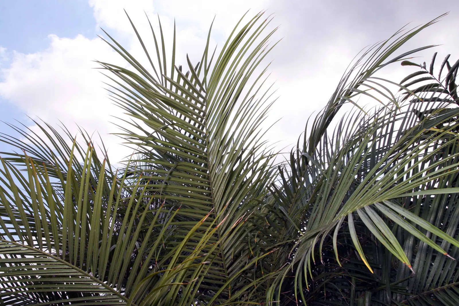 Pygmy Date Palm (Phoenix Roebelenii) — the Phoenix roebelenii works marvelously in group plantings and container gardens; graceful trunks that may, image 56