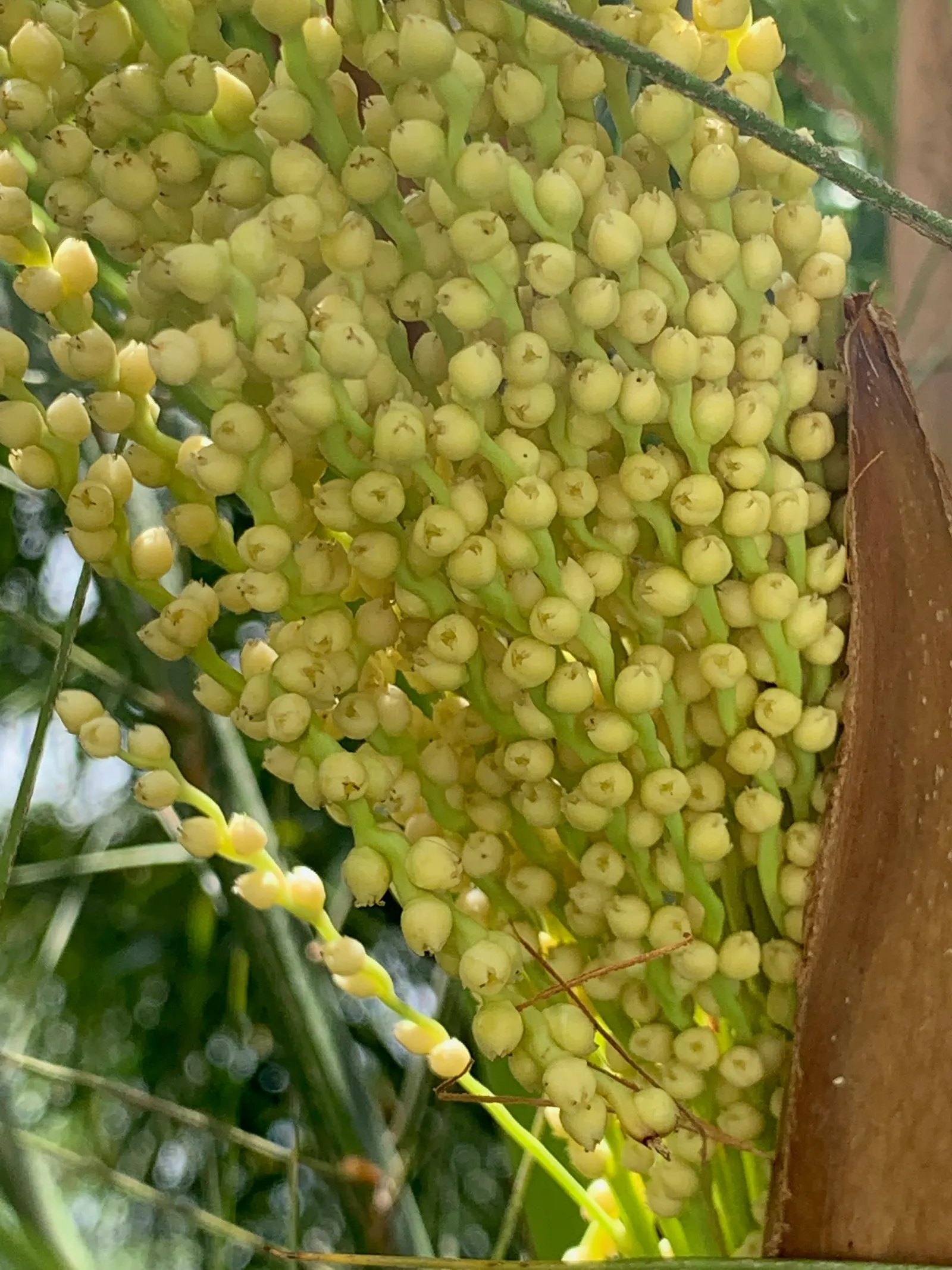 Pygmy Date Palm (Phoenix Roebelenii) — occasionally followed by tiny dates; highly sought-after for its aesthetic appeal and adaptability in landscaping designs