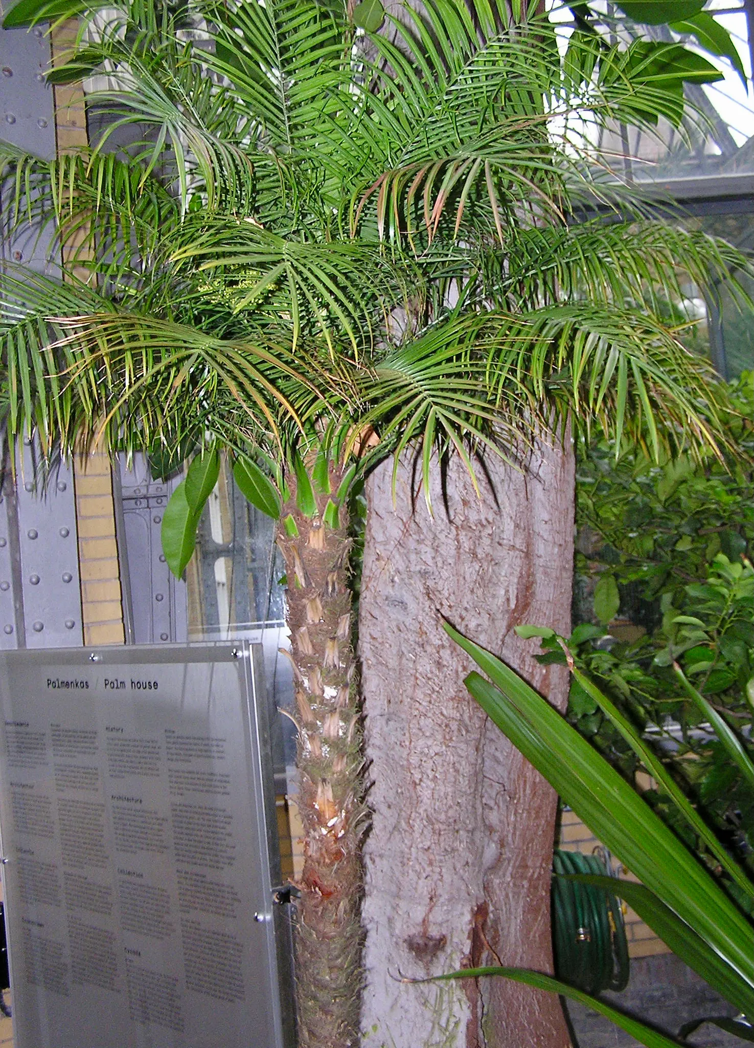 Pygmy Date Palm (Phoenix Roebelenii) — palm for half or shade; once established, it's drought-tolerant but does best with regular watering during, image 76