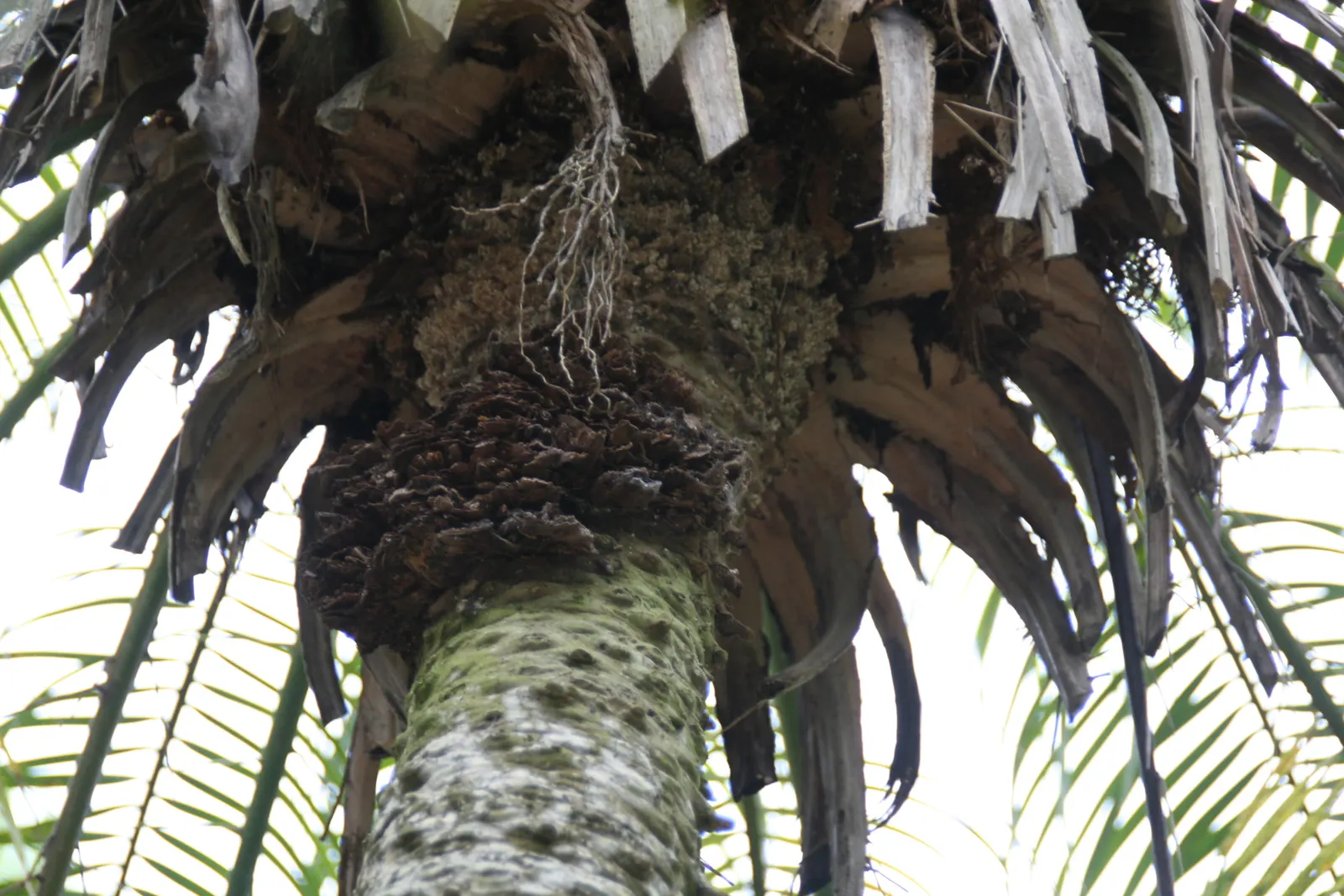 Pygmy Date Palm (Phoenix Roebelenii) — slow-growing palm brings tropical elegance to any landscape or container setting